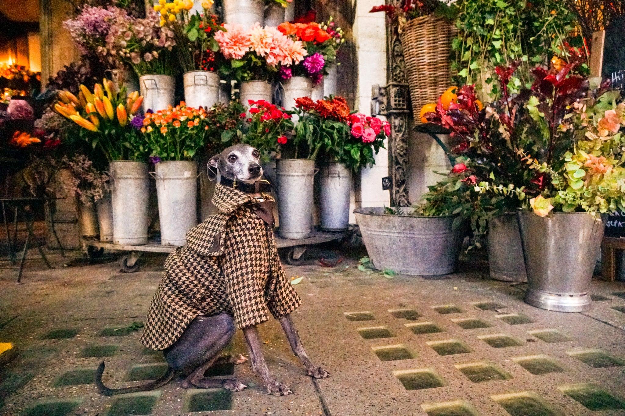 BRUNO'S Signature Couture