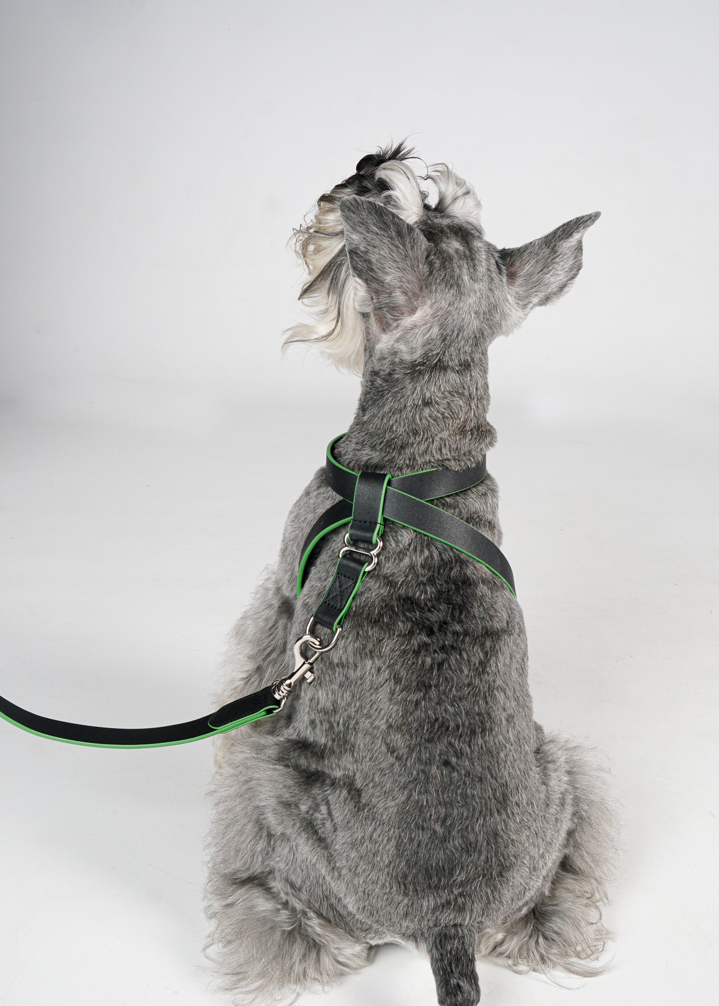 MILO Dog Harness with Green Trim