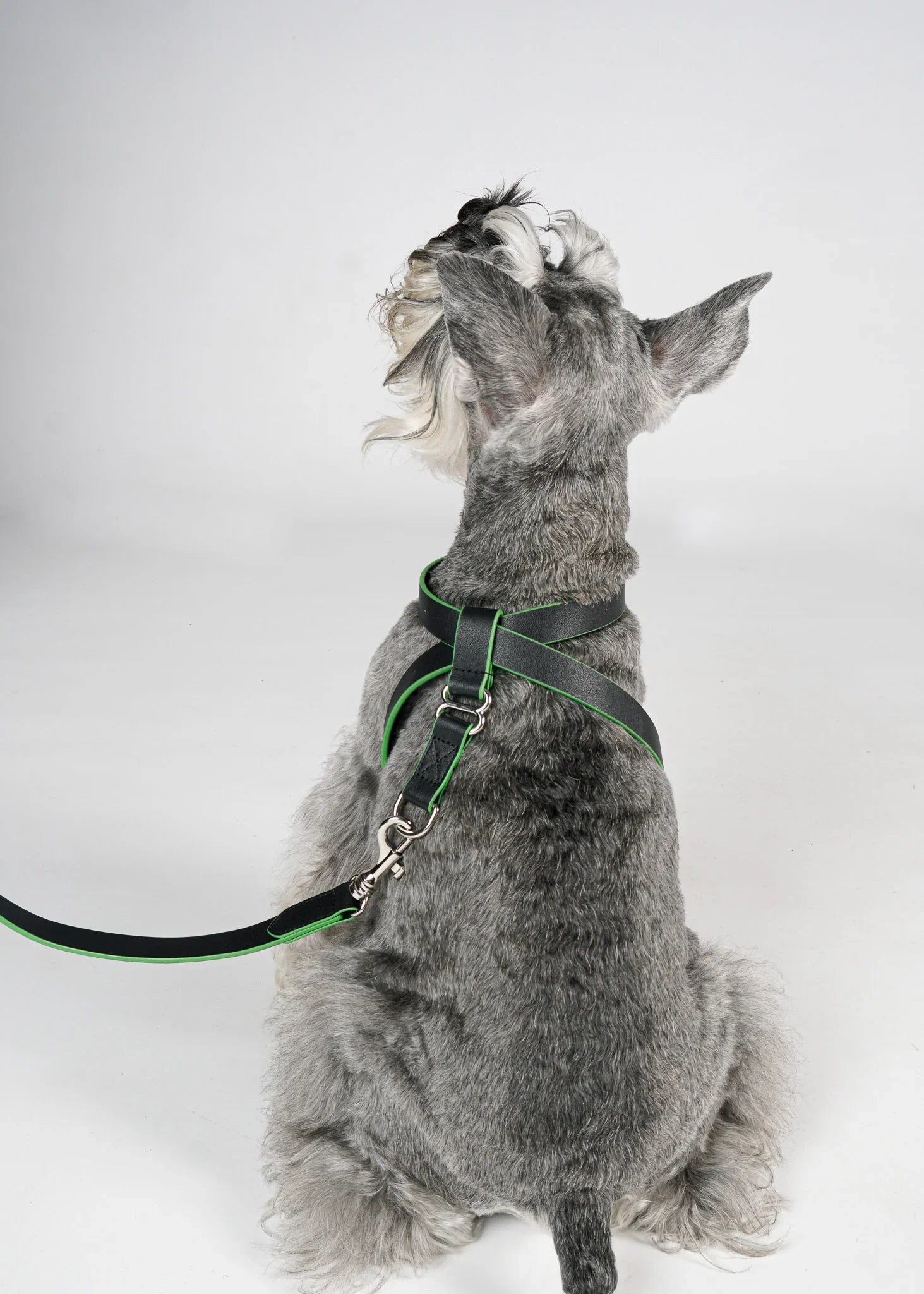 MILO Dog Harness with Green Trim