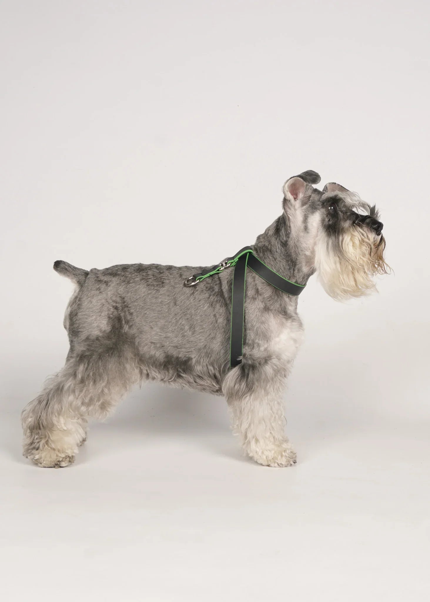 MILO Dog Harness with Green Trim