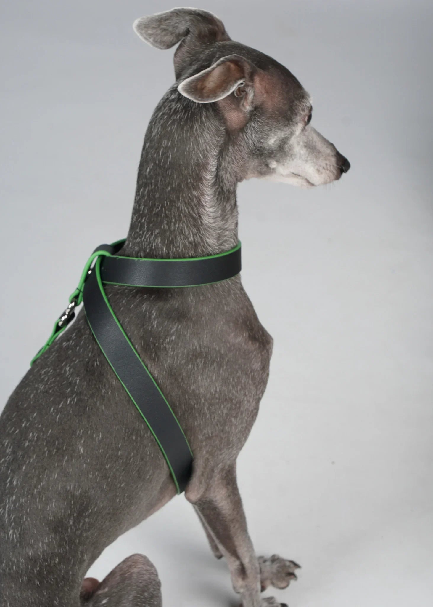 MILO Dog Harness with Green Trim