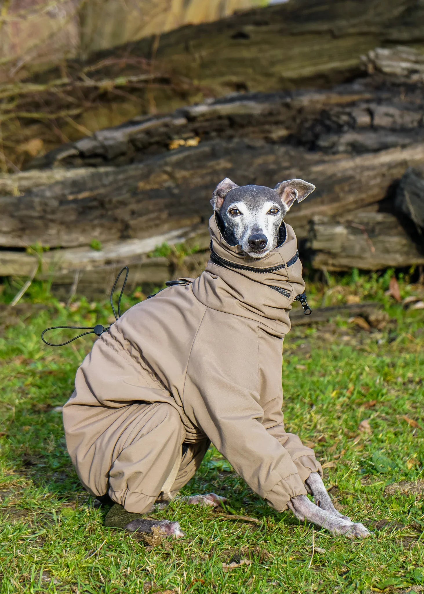 EL CAPITAN Iconic Dog Windbreaker - TAUPE