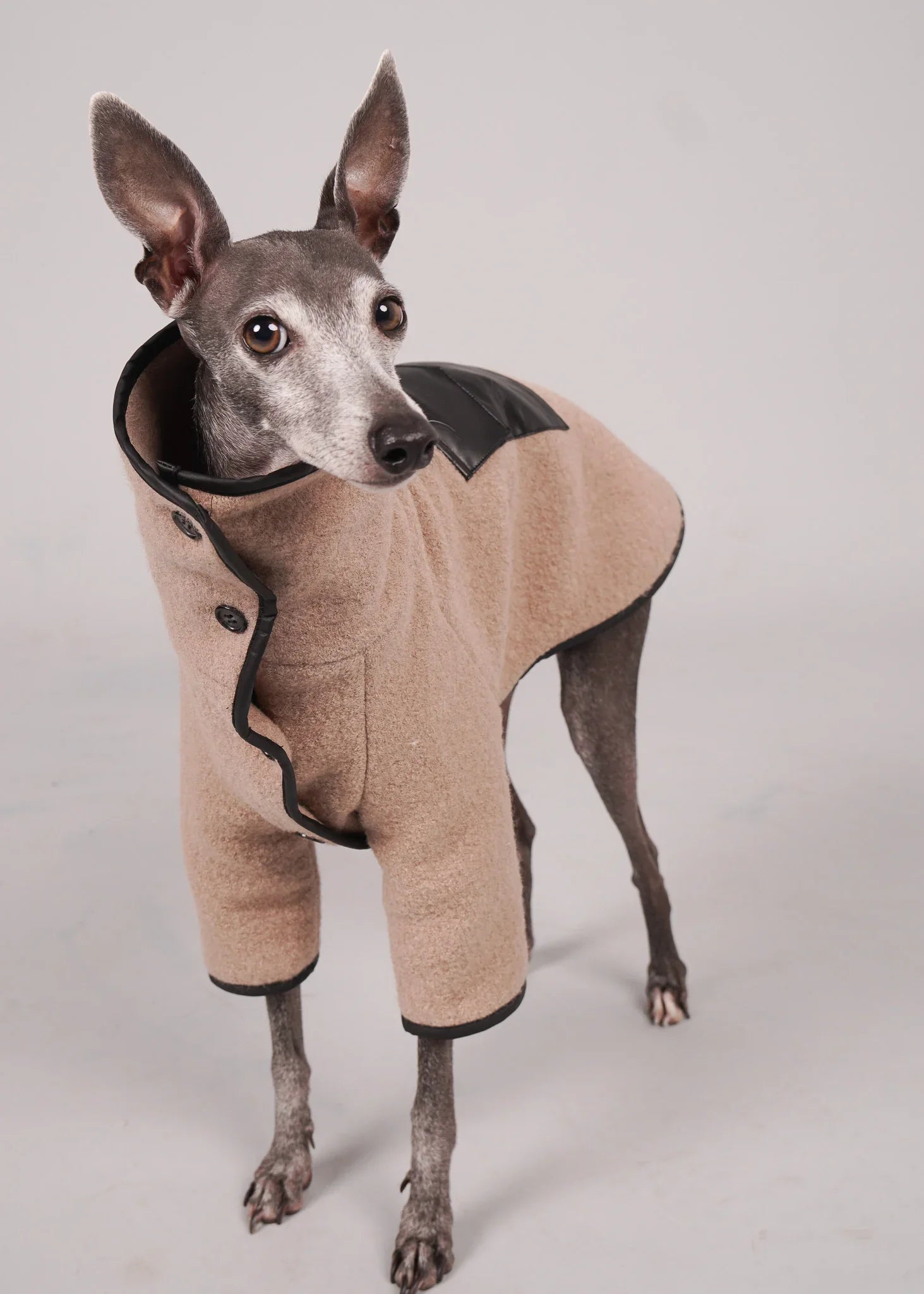 ANELA Leather-Trimmed Wool Dog Coat - BEIGE