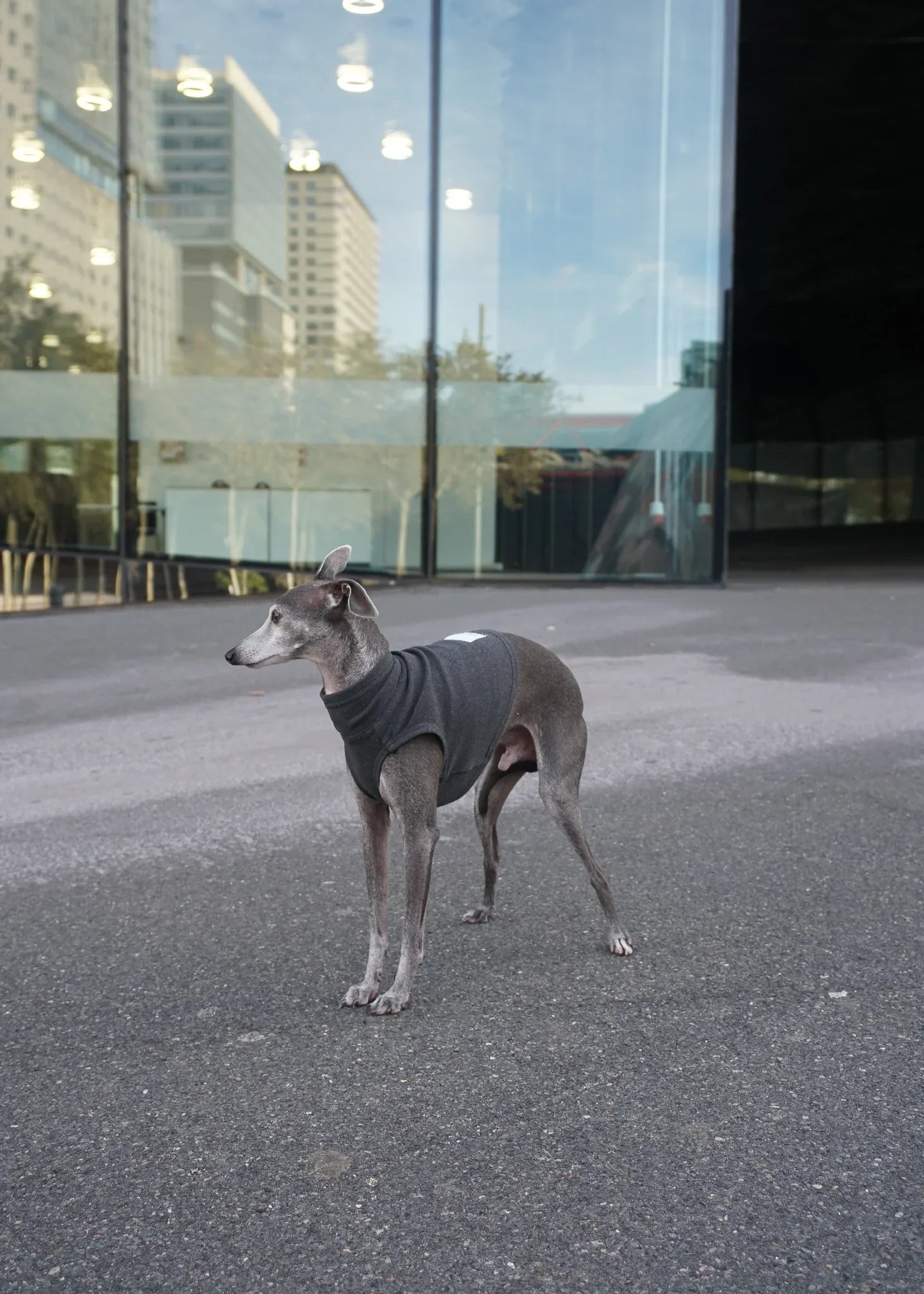 CHASTER Dog Thermal Vest - Ash