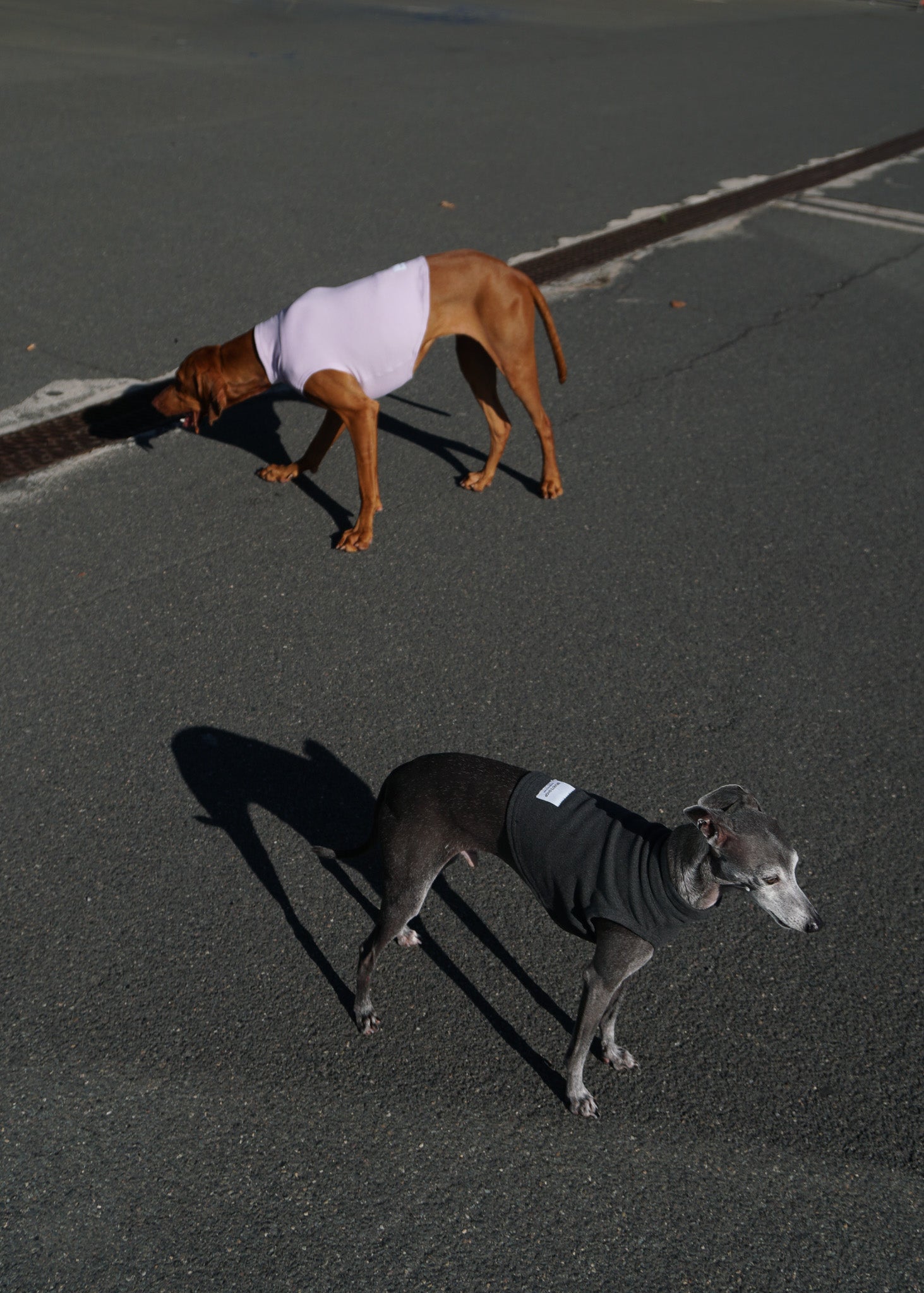 CHASTER Dog Thermal Vest - Ash