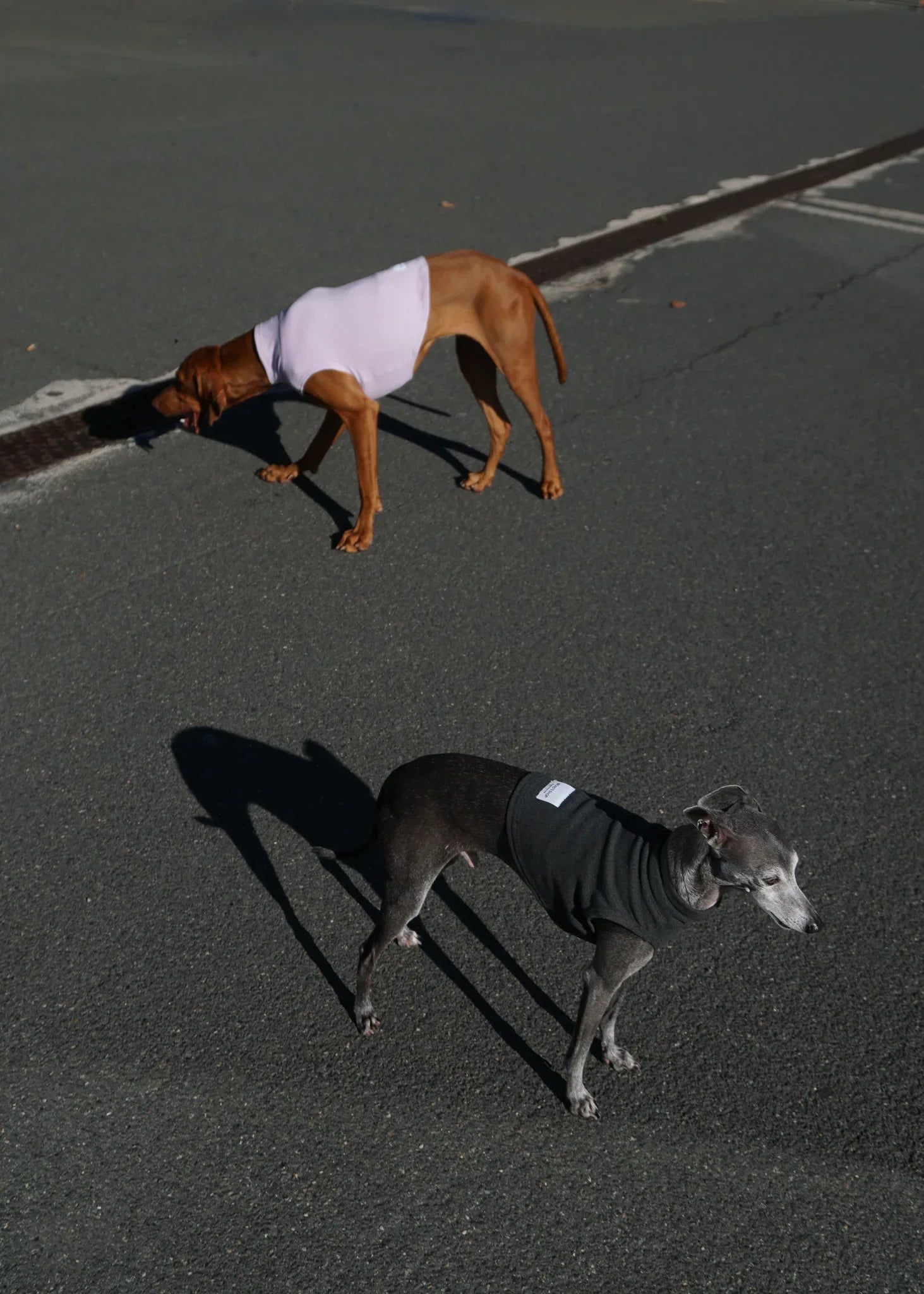 Pack of 2 CHASTER Dog Thermal Vests
