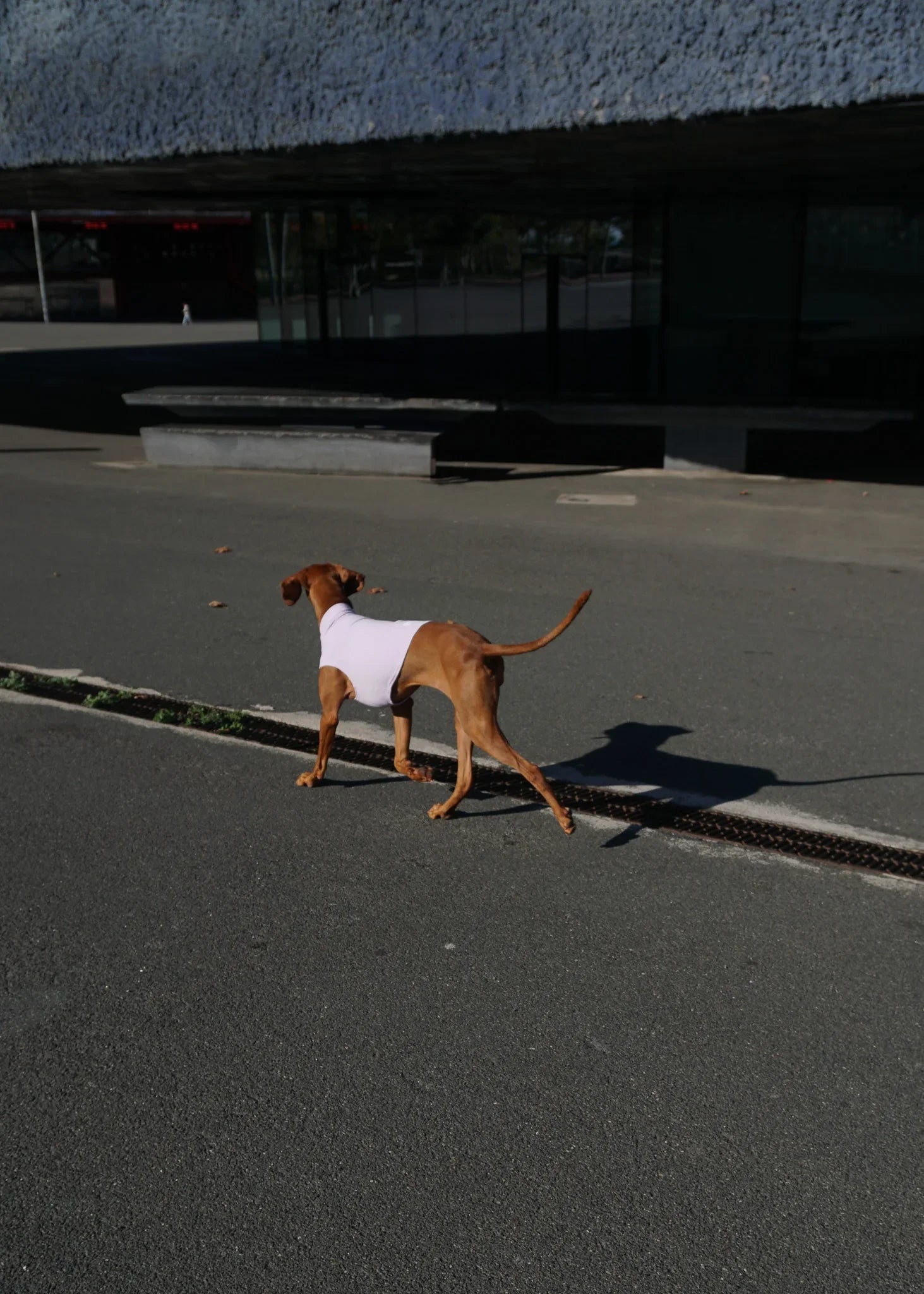 CHASTER Dog Thermal Vest - Lilac