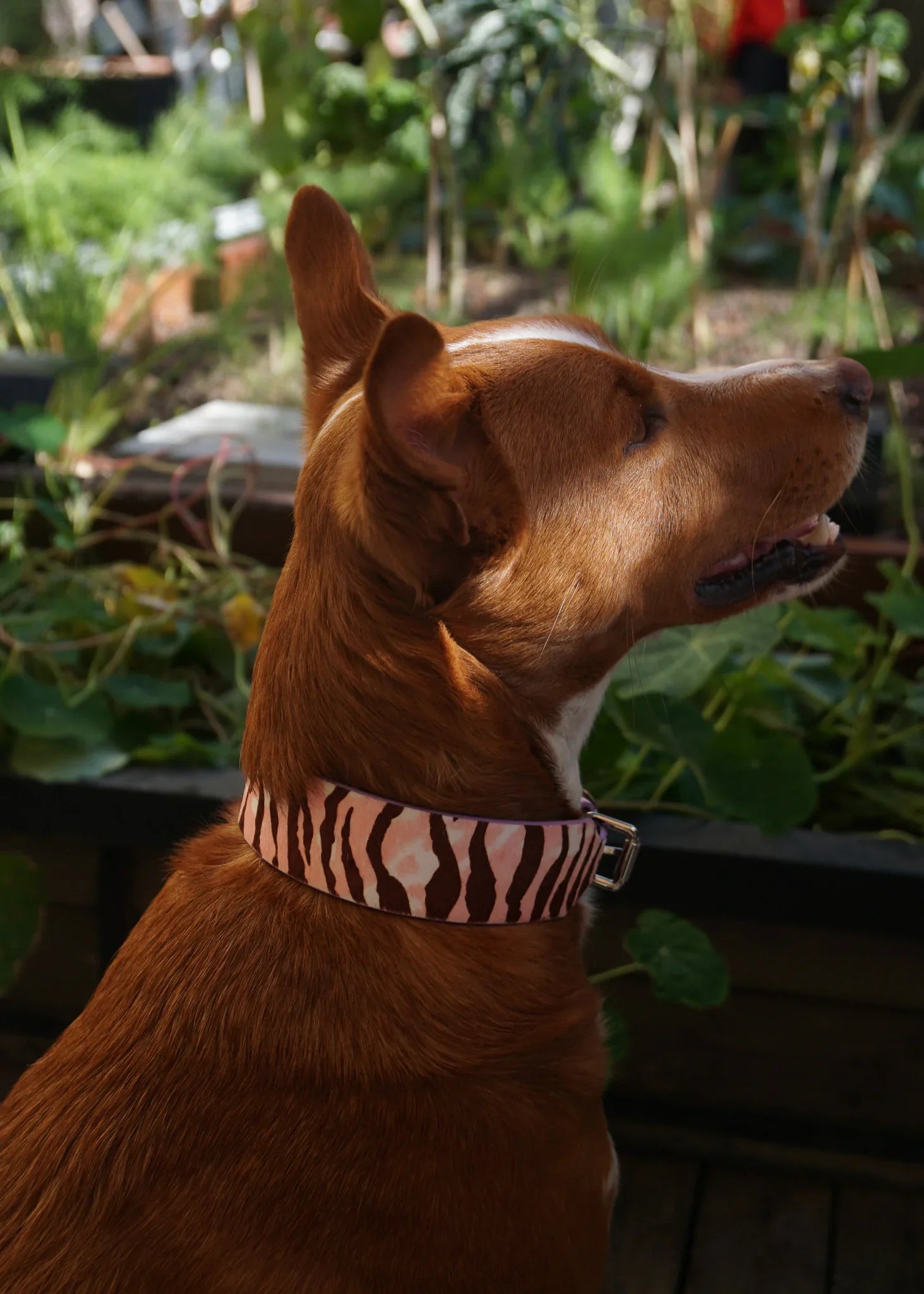 RILEY Zebra Print Leather Dog Collar