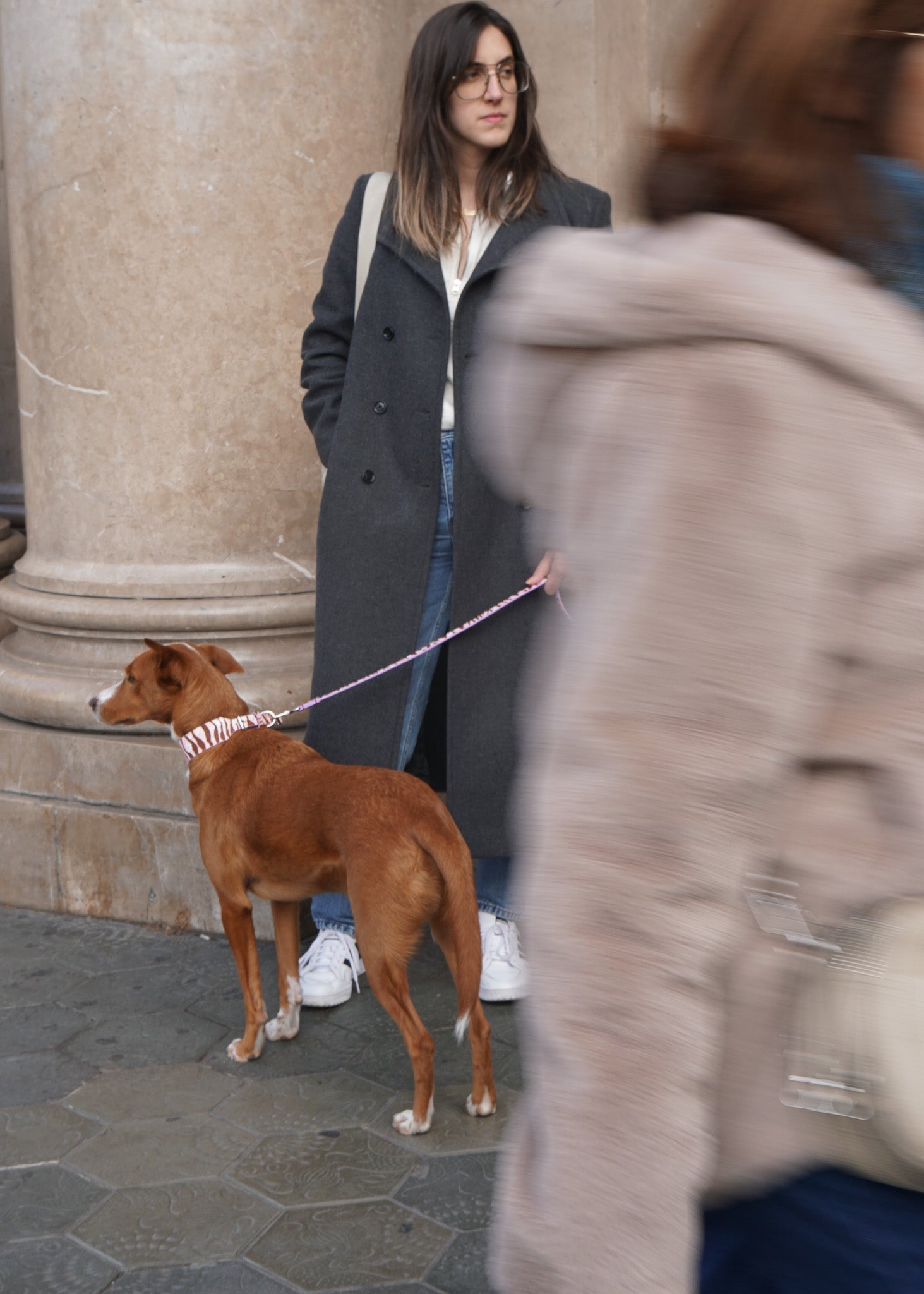 RILEY Zebra Print Dog Leash