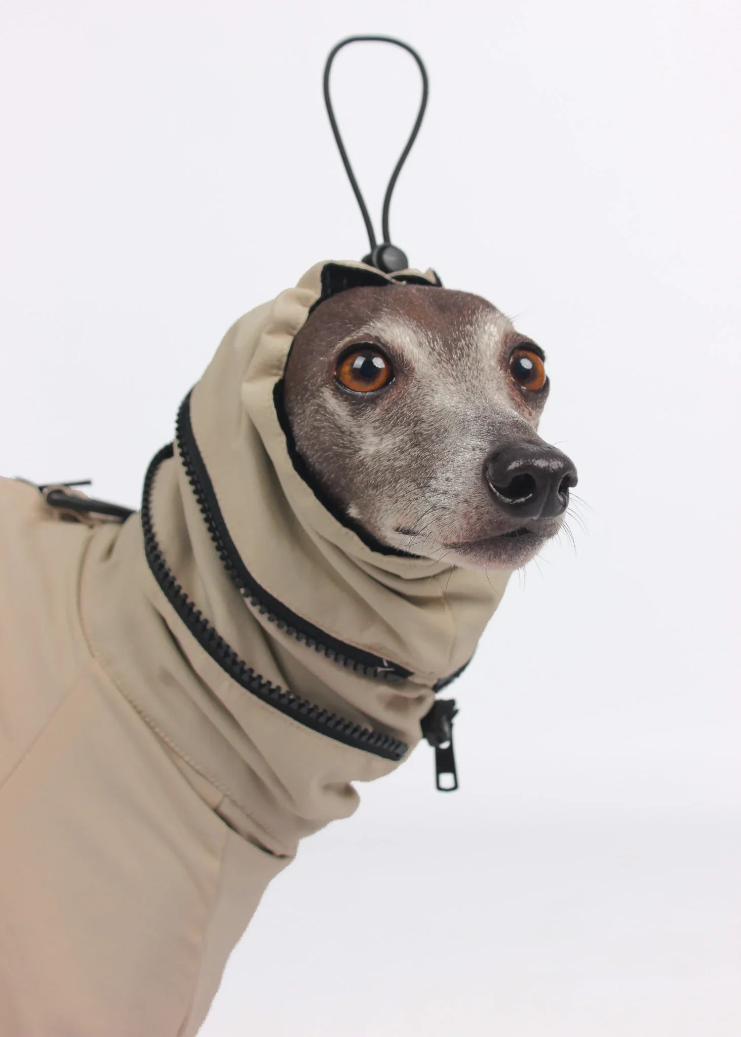 EL CAPITAN Iconic Dog Windbreaker - TAUPE