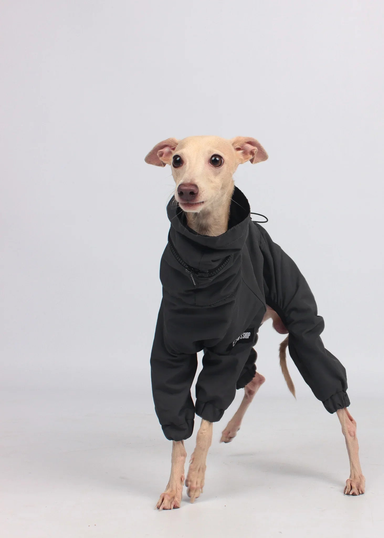 EL CAPITAN Iconic Dog Windbreaker - ANTHRACITE