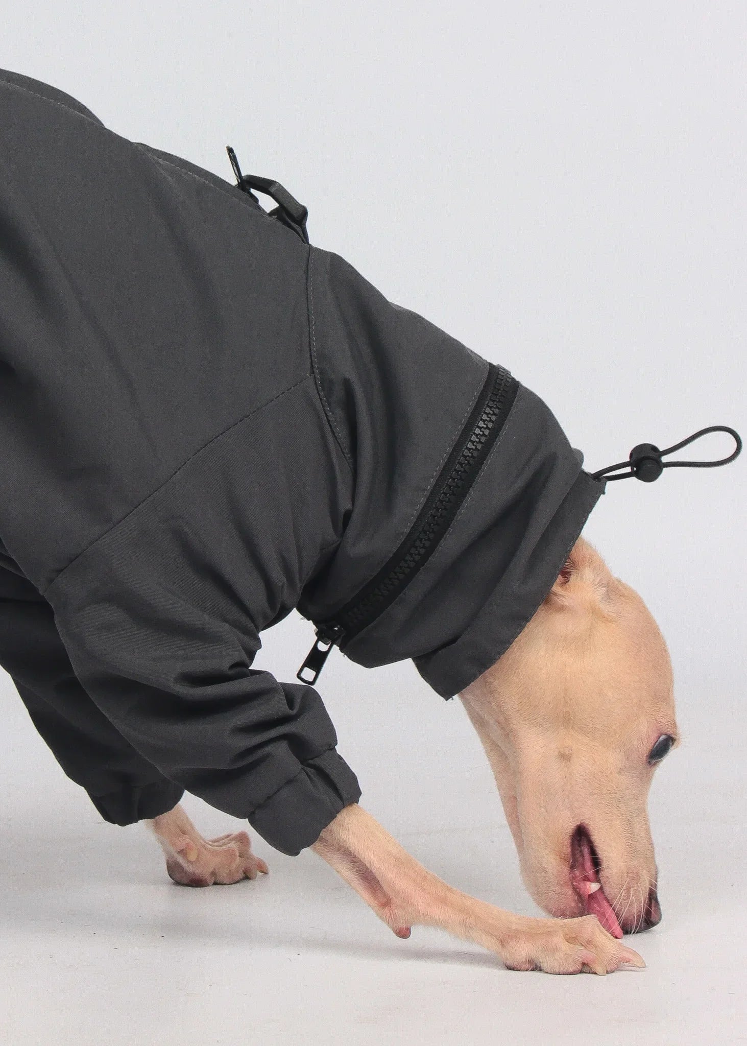 EL CAPITAN Iconic Dog Windbreaker - ANTHRACITE