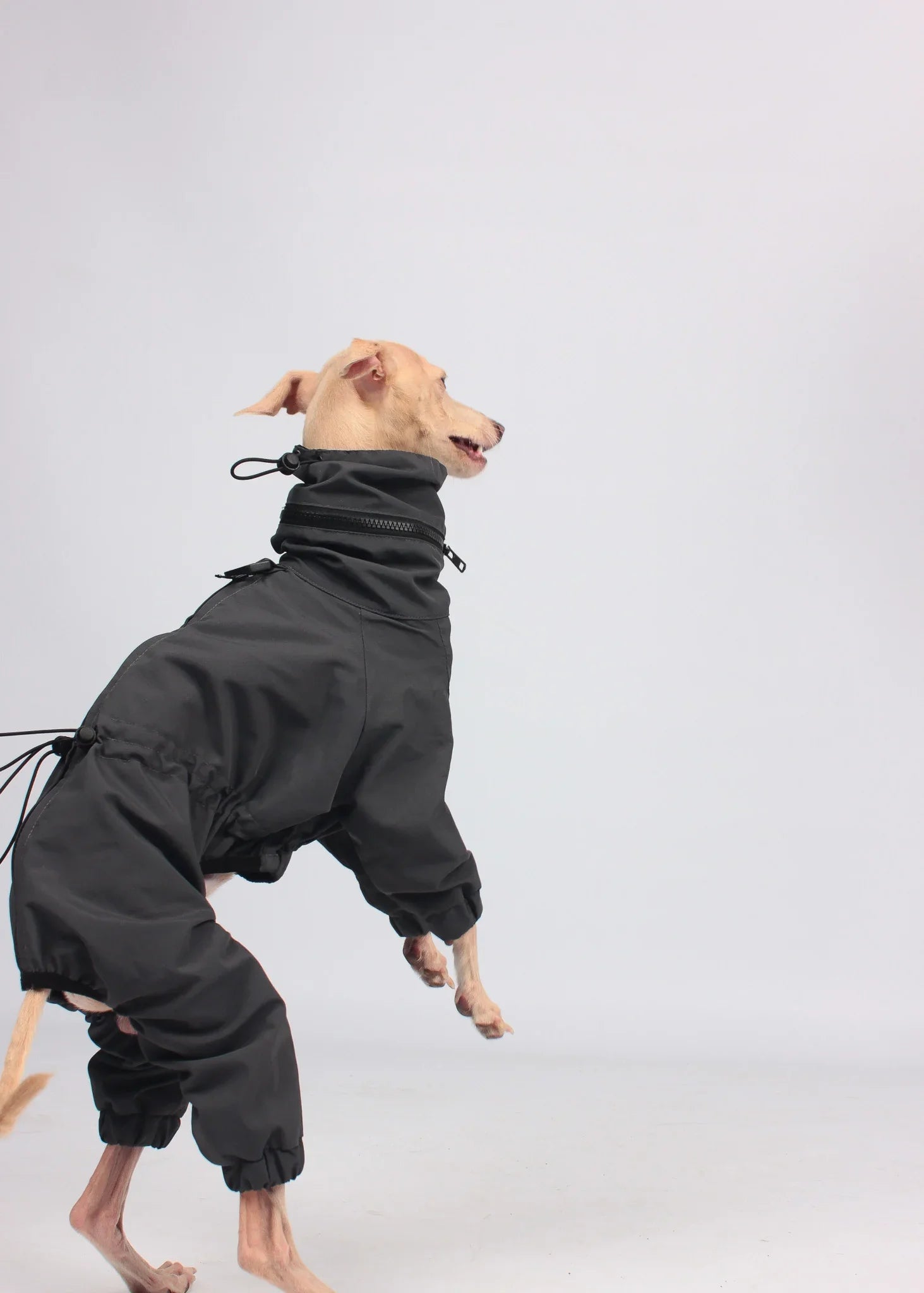 EL CAPITAN Iconic Dog Windbreaker - ANTHRACITE