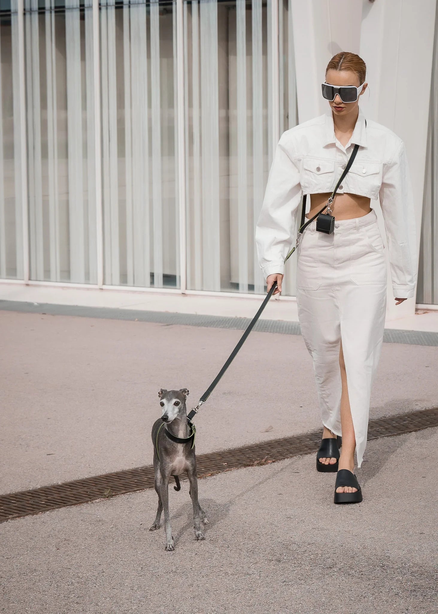 MILO Dog Harness Full Set