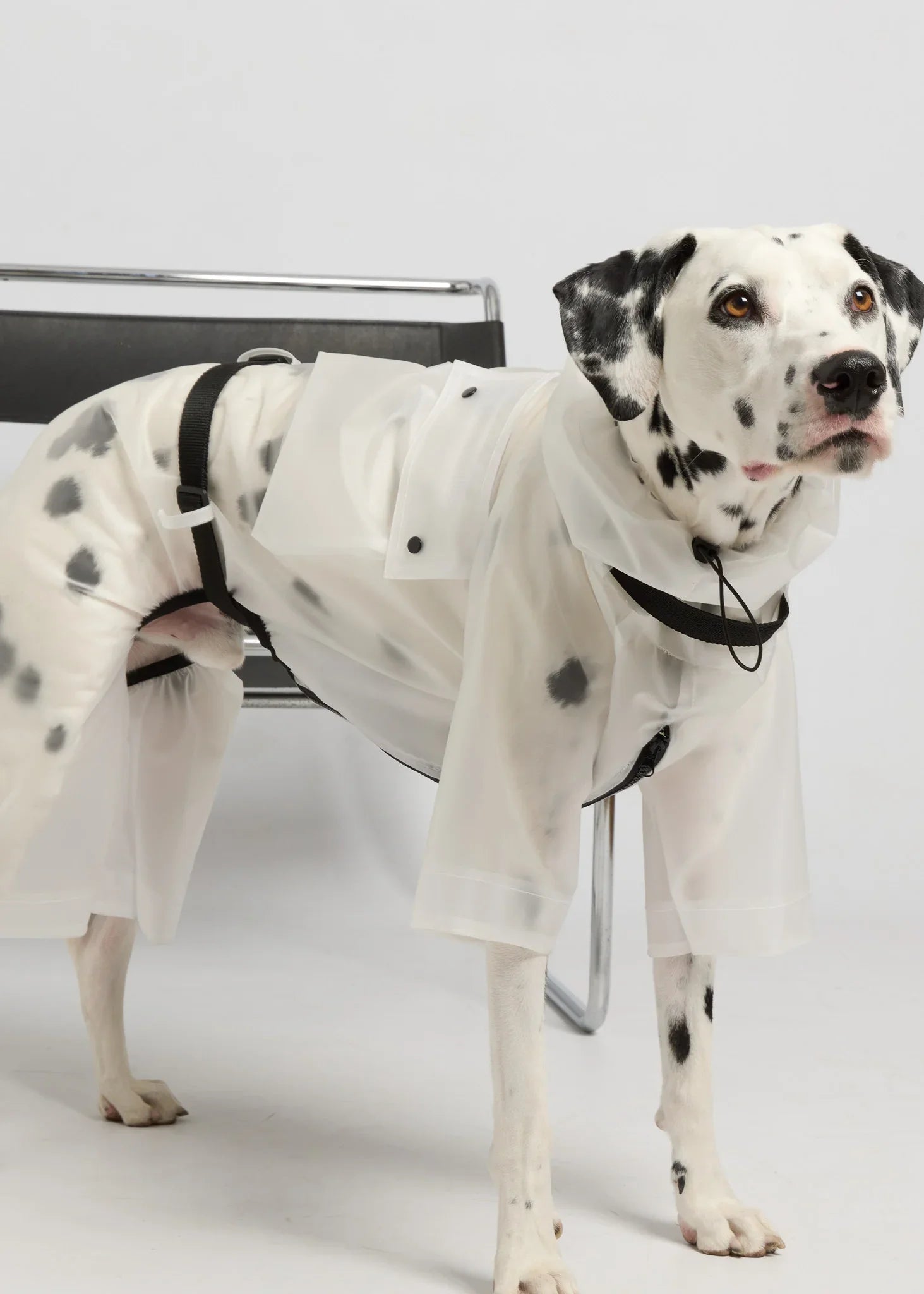 Full-body Dog Raincoat - White
