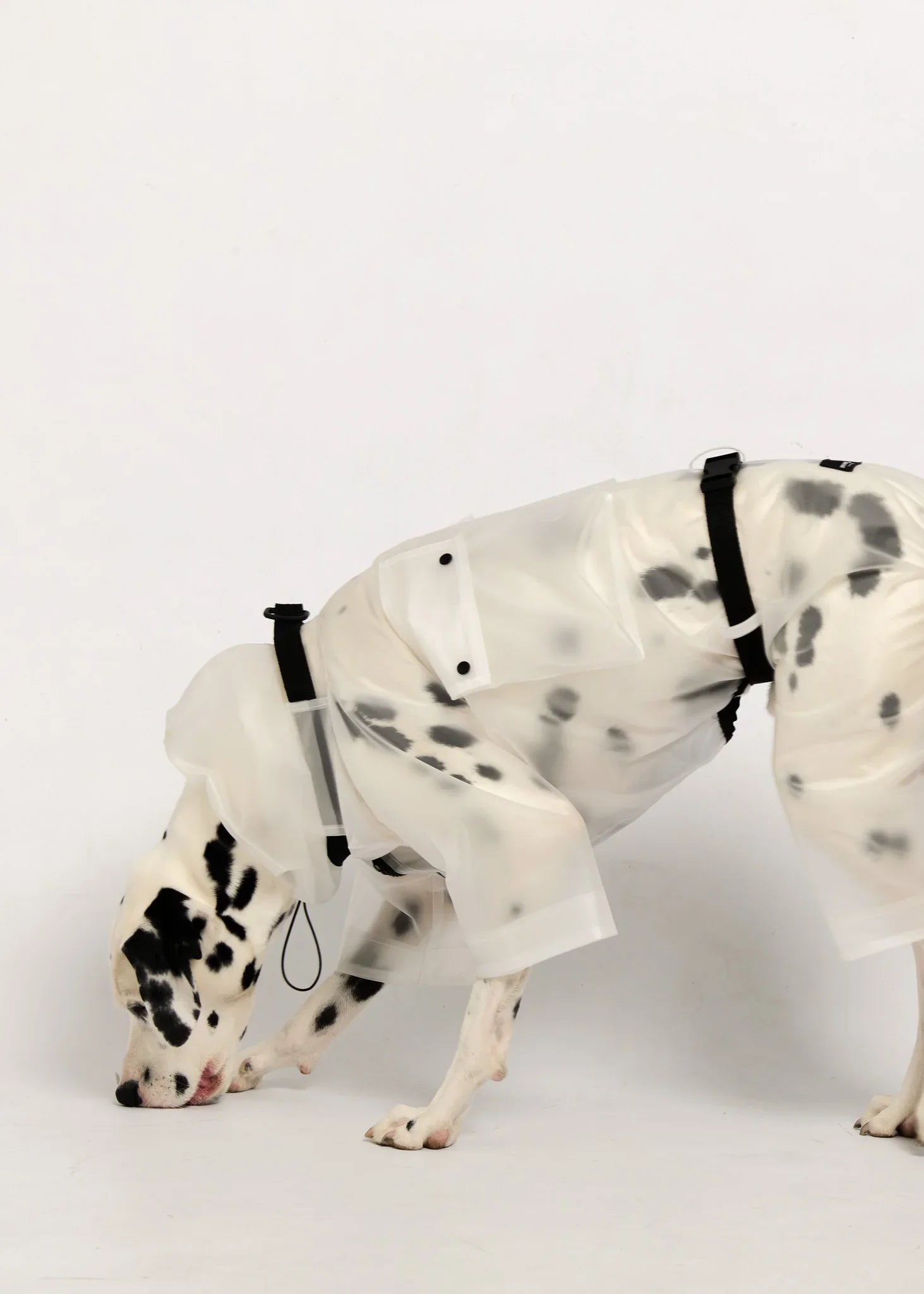 Full-body Dog Raincoat - White