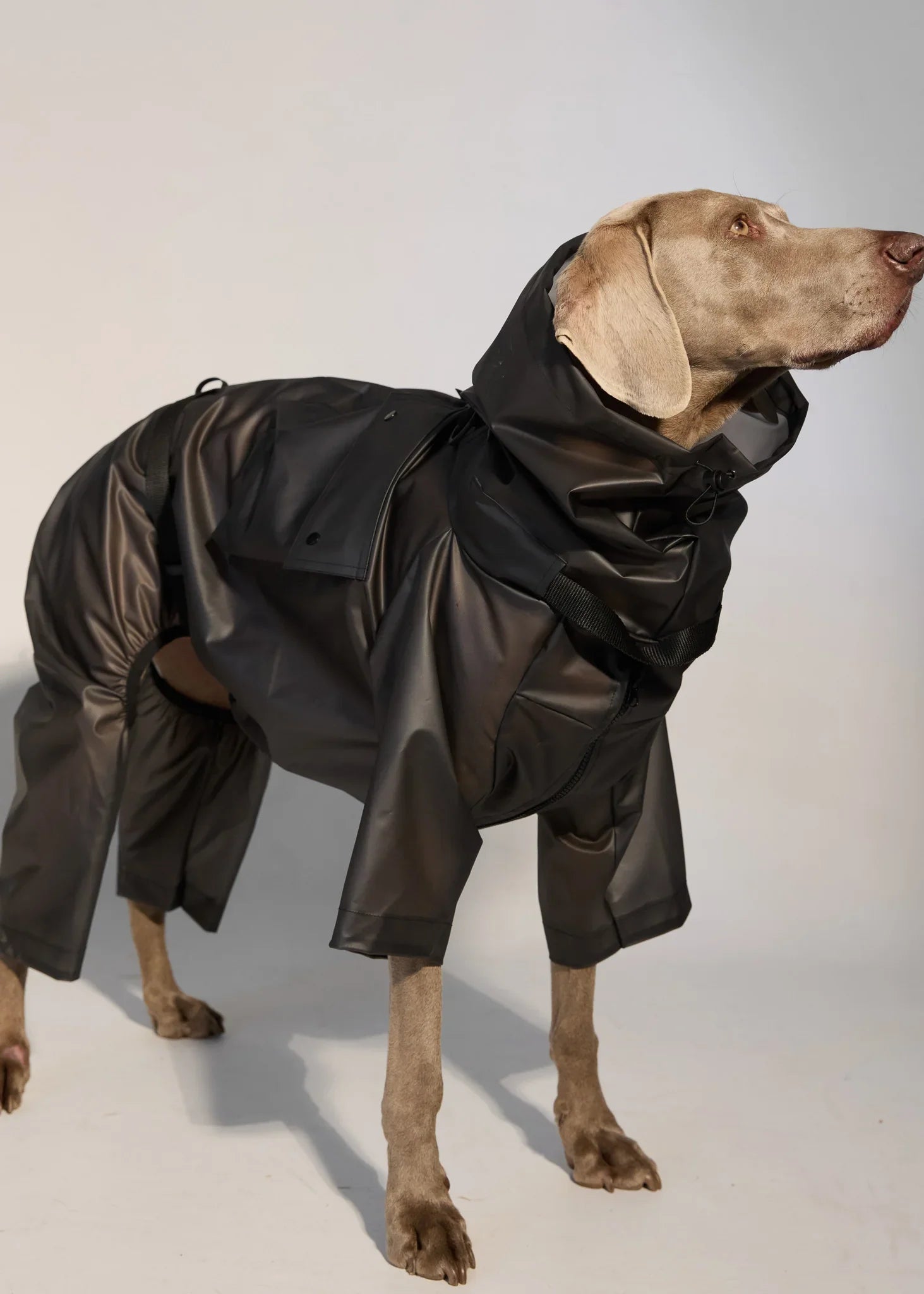 Full-body Dog Raincoat - Black