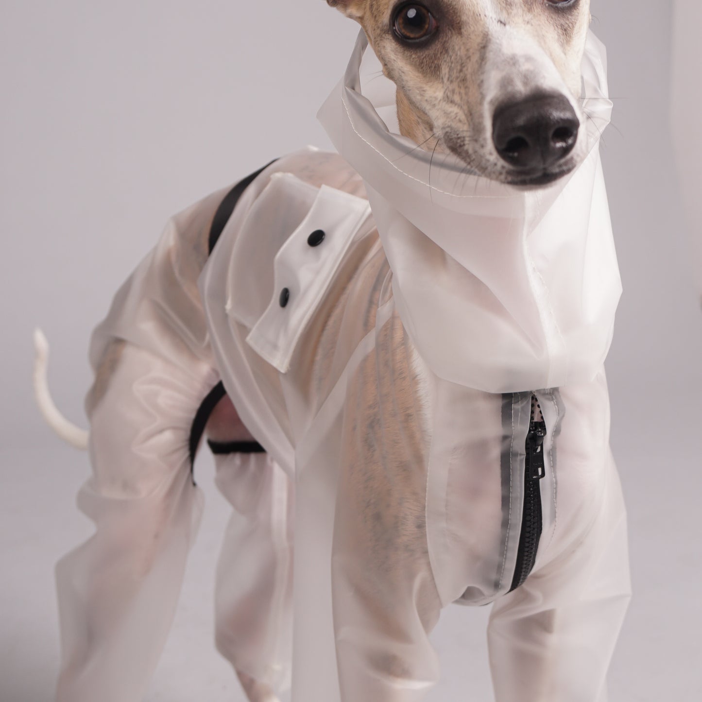 Raincoat for dogs. Luxury clothing for Italian Greyhounds and Whippets.