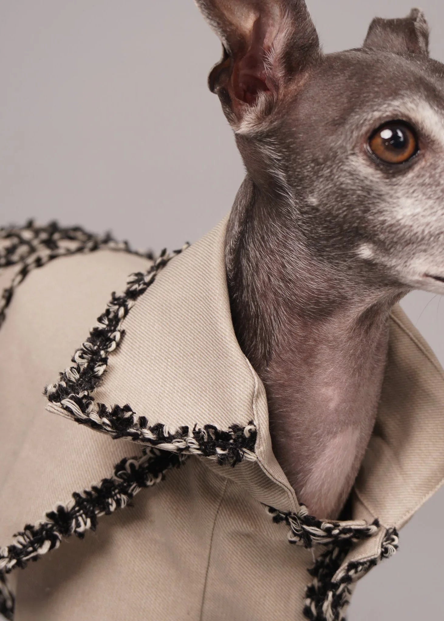 CHLOE Tailor-Made Dog Trench Coat With Braiding Trim