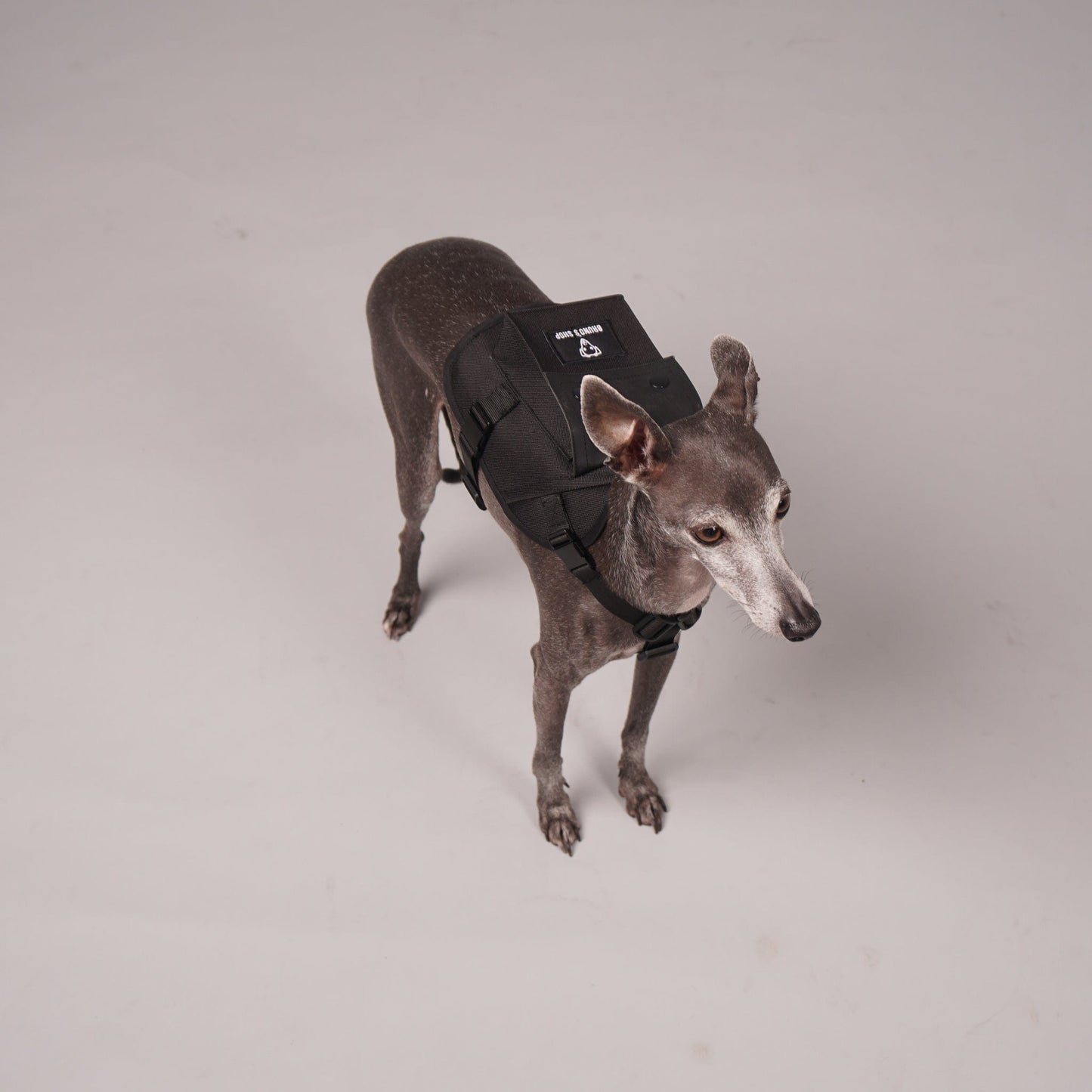 dog harness, dog backpack
