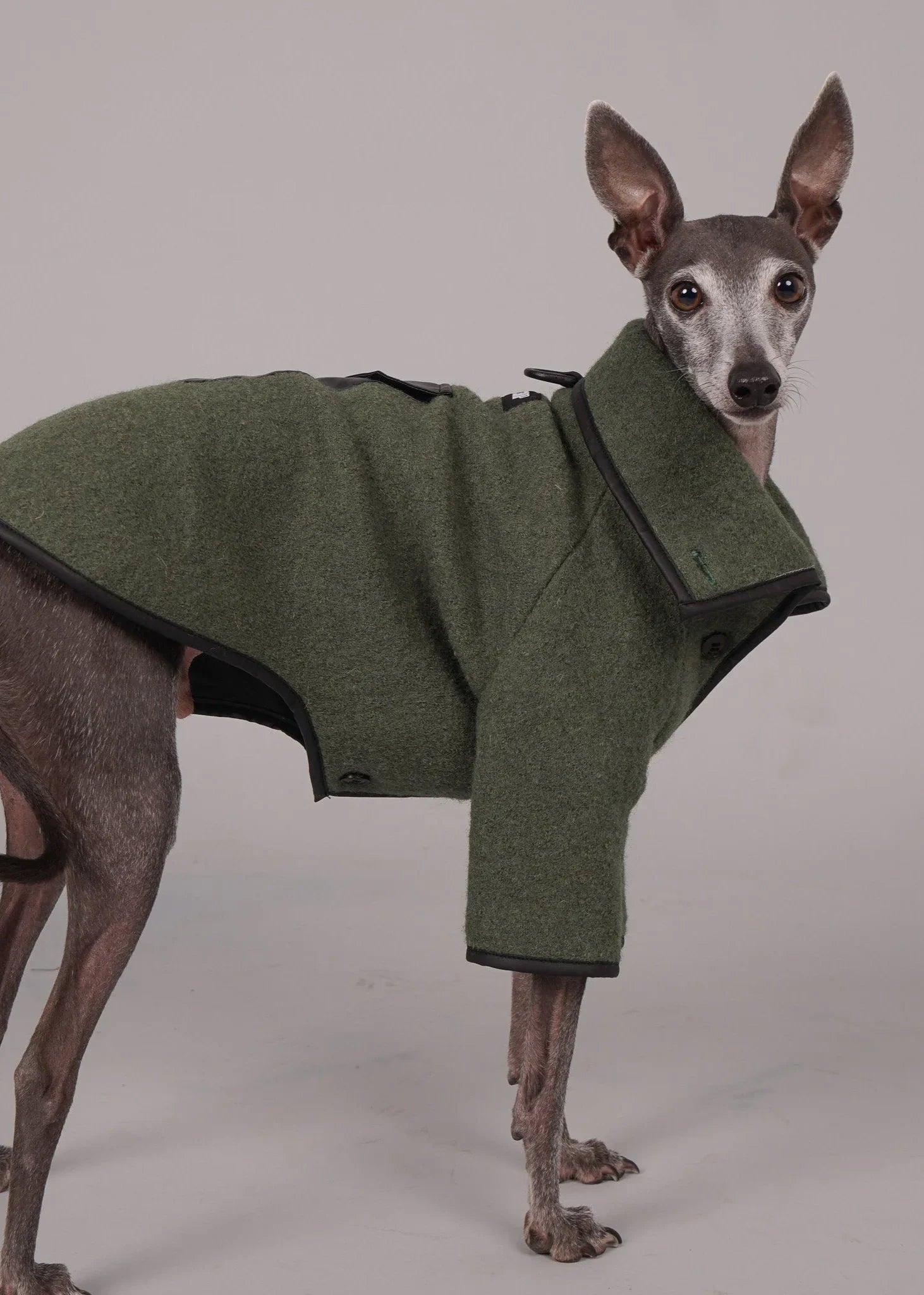 dog coat, dog wool coat, dog apparel, italian greyhound clothes, whippet clothes