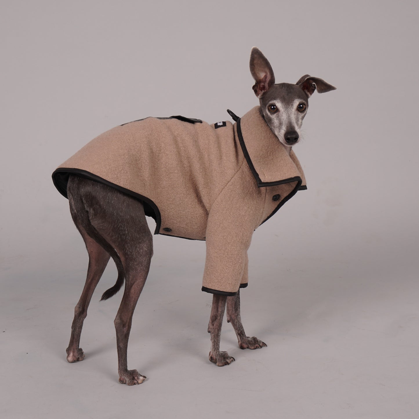 dog coat, dog wool coat, dog apparel, italian greyhound clothes, whippet clothes