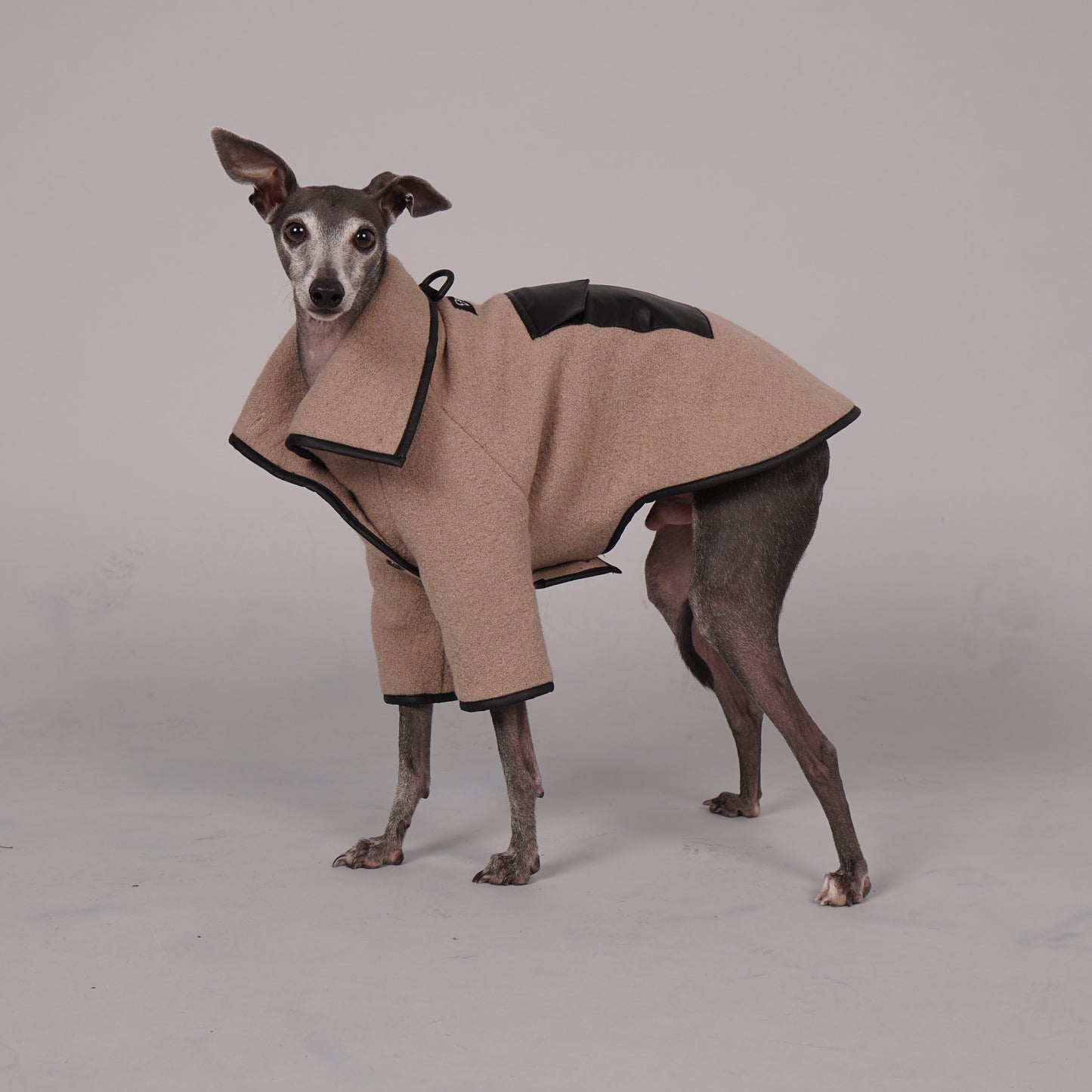 dog coat, dog wool coat, dog apparel, italian greyhound clothes, whippet clothes