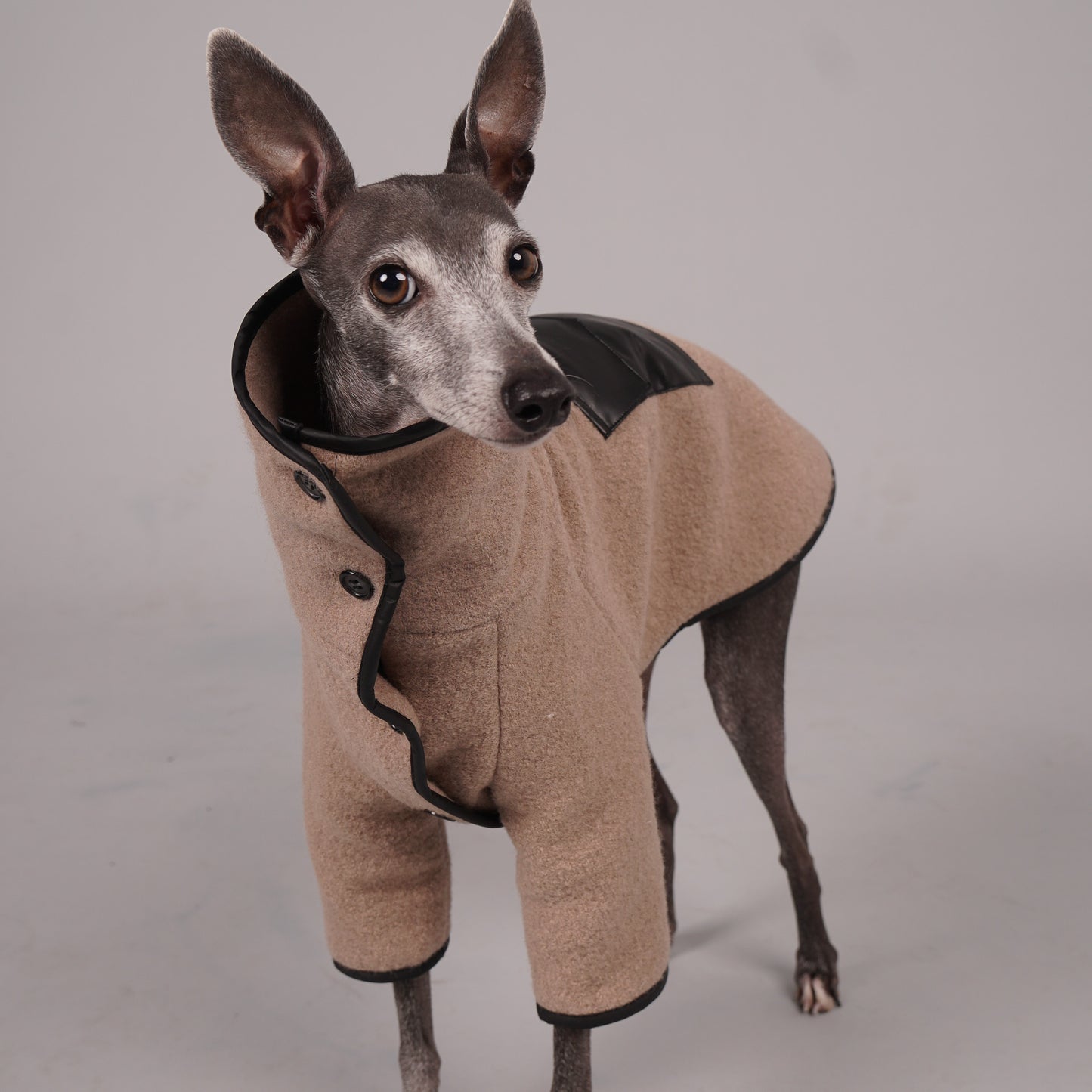 dog coat, dog wool coat, dog apparel, italian greyhound clothes, whippet clothes