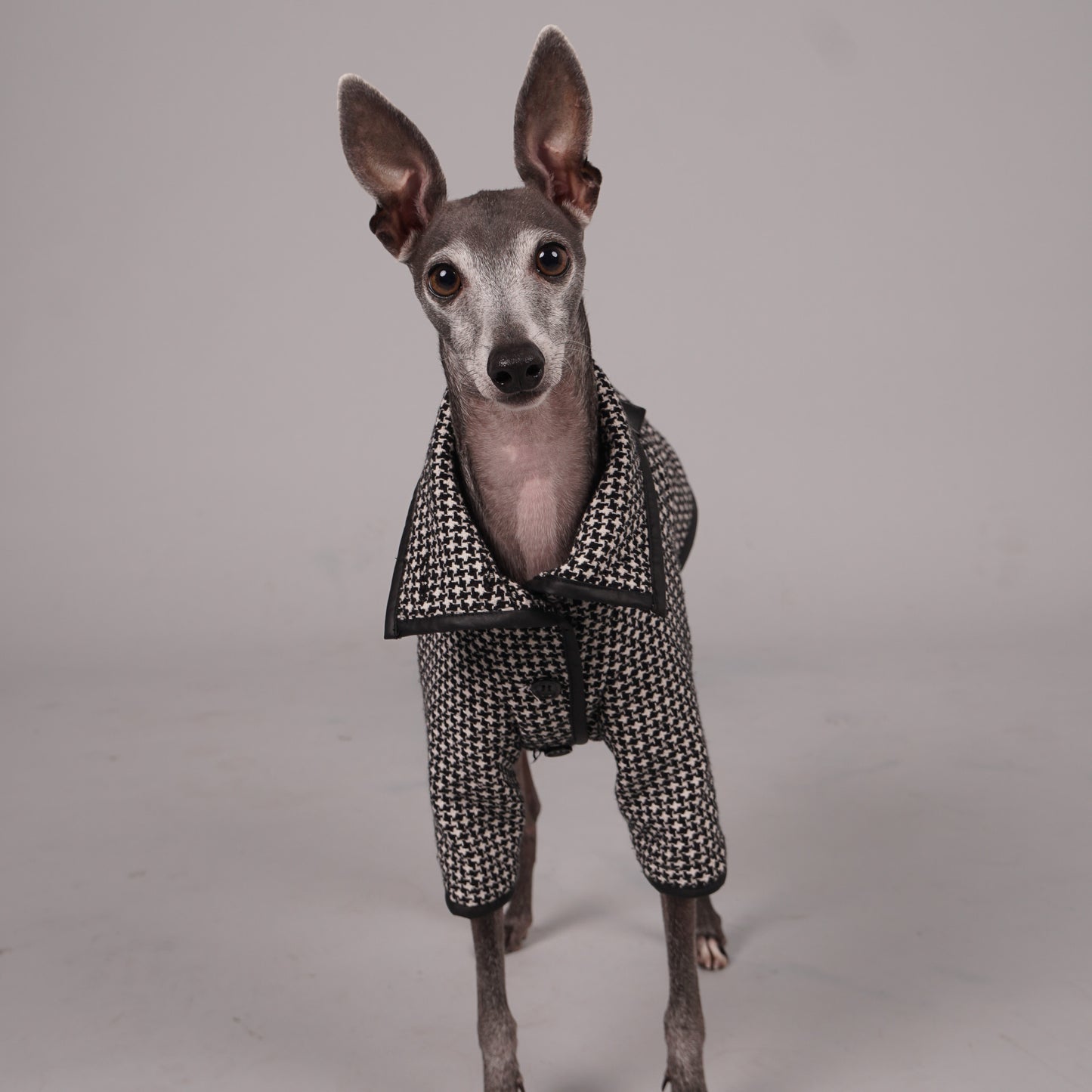 dog coat, dog wool coat, dog apparel, italian greyhound clothes, whippet clothes