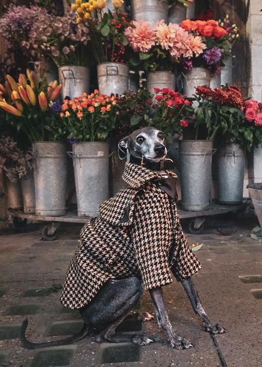 Luxury dog clothing for Italian Greyhounds and Whippets. 100% wool trench coat for iggies.