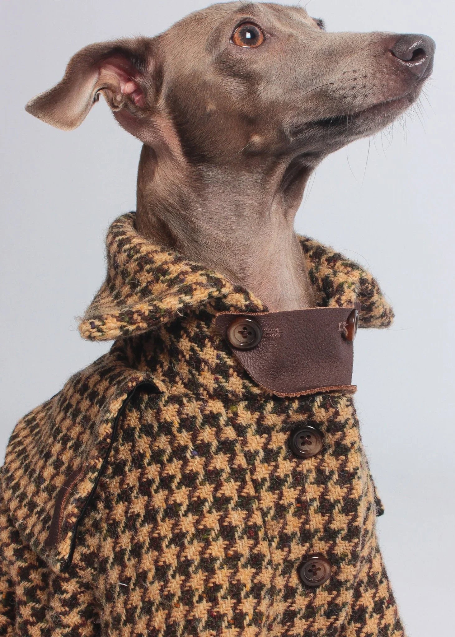 Luxury dog clothing for Italian Greyhounds and Whippets. 100% wool trench coat for iggies.