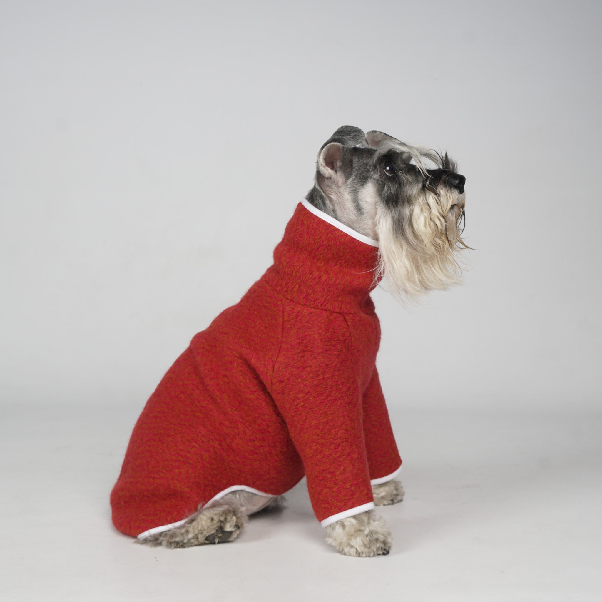 Dog hotsell in jumper