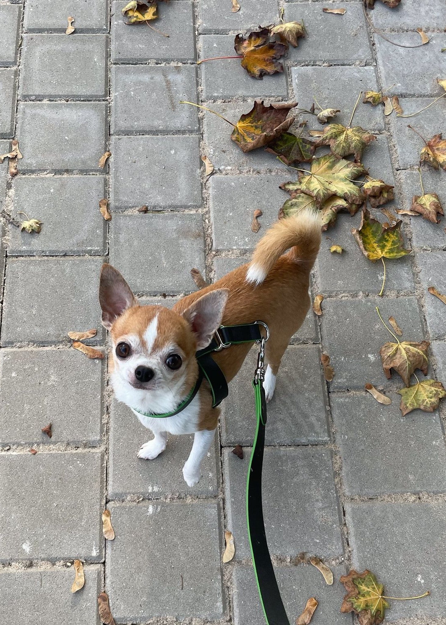 THE HARNESS SET - harness/leash/waste bag