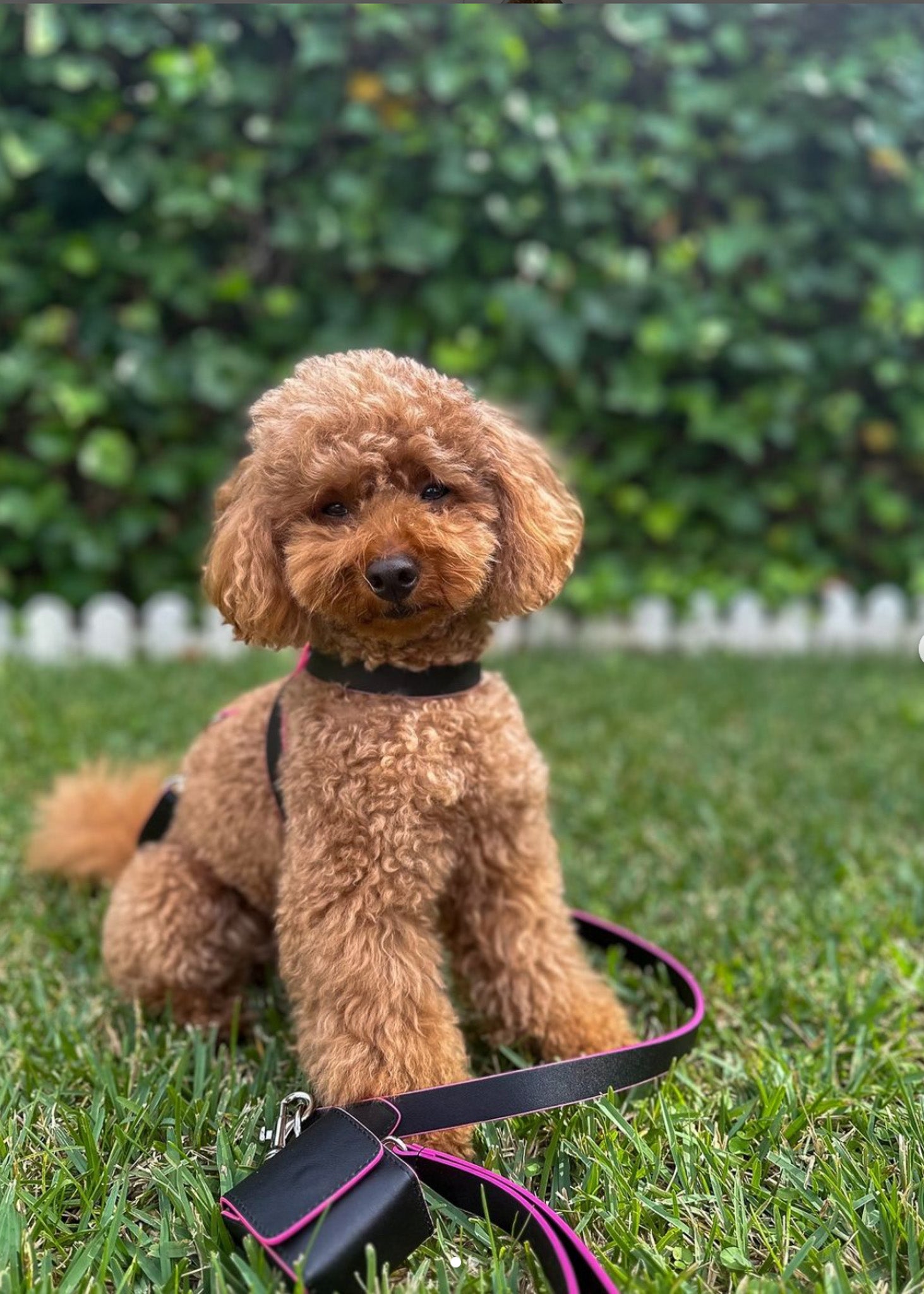 THE HARNESS SET - harness/leash/waste bag