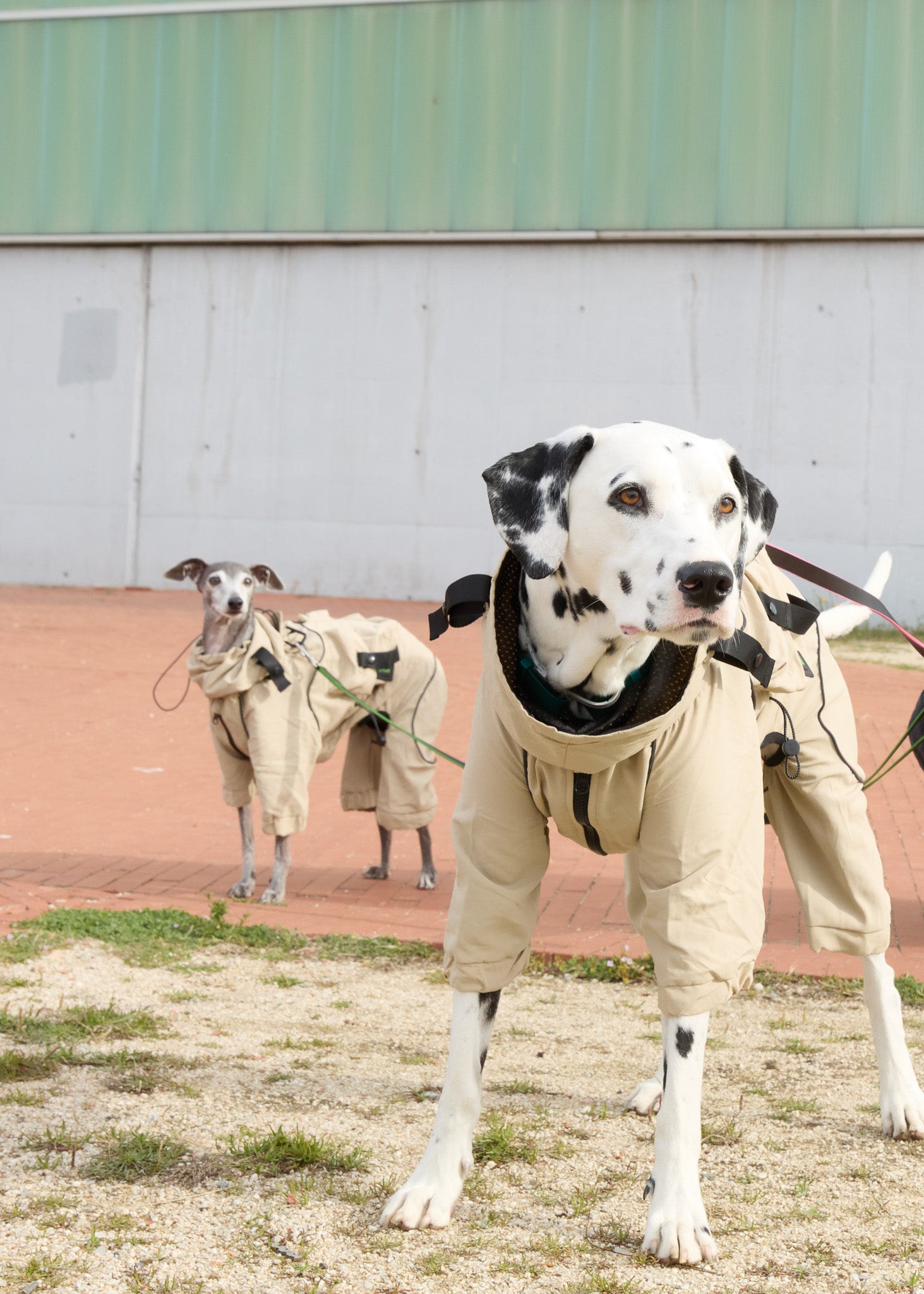 FETCH The detachable windbreaker for dogs.