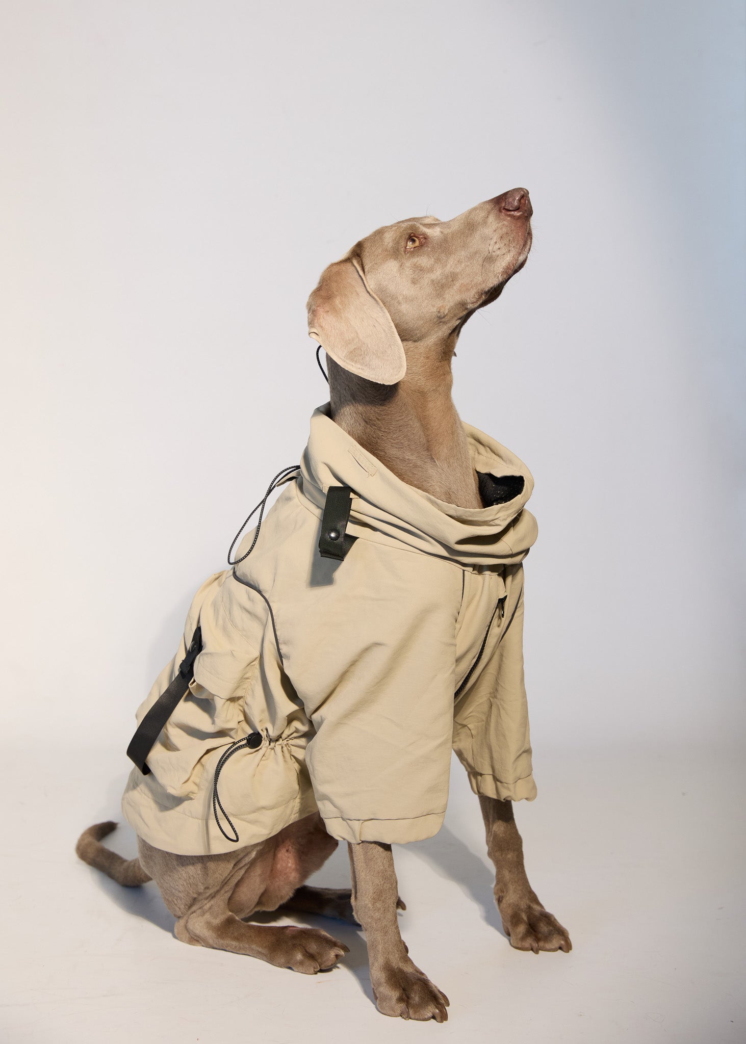 FETCH The detachable windbreaker for dogs.