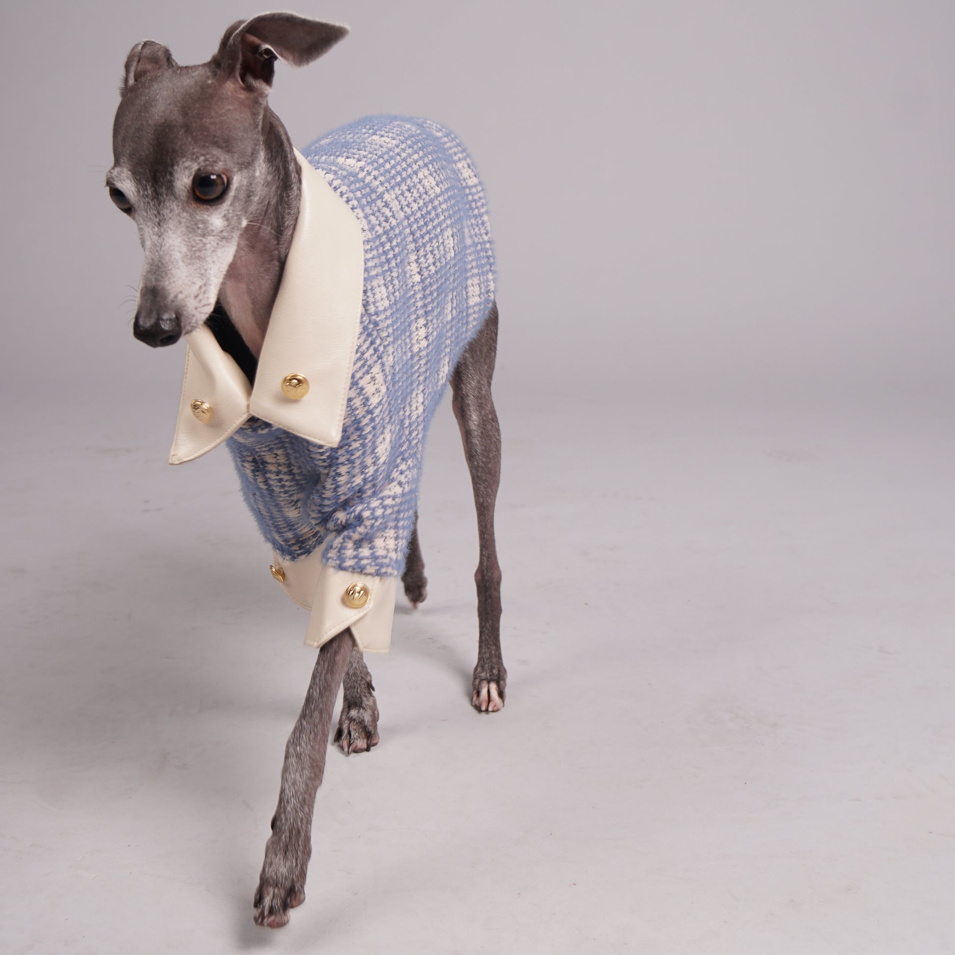Pet clothing, Pet fashion, luxury dog clothing, luxury dog fashion, knitted jumper for Italian Greyhounds and Whippets.