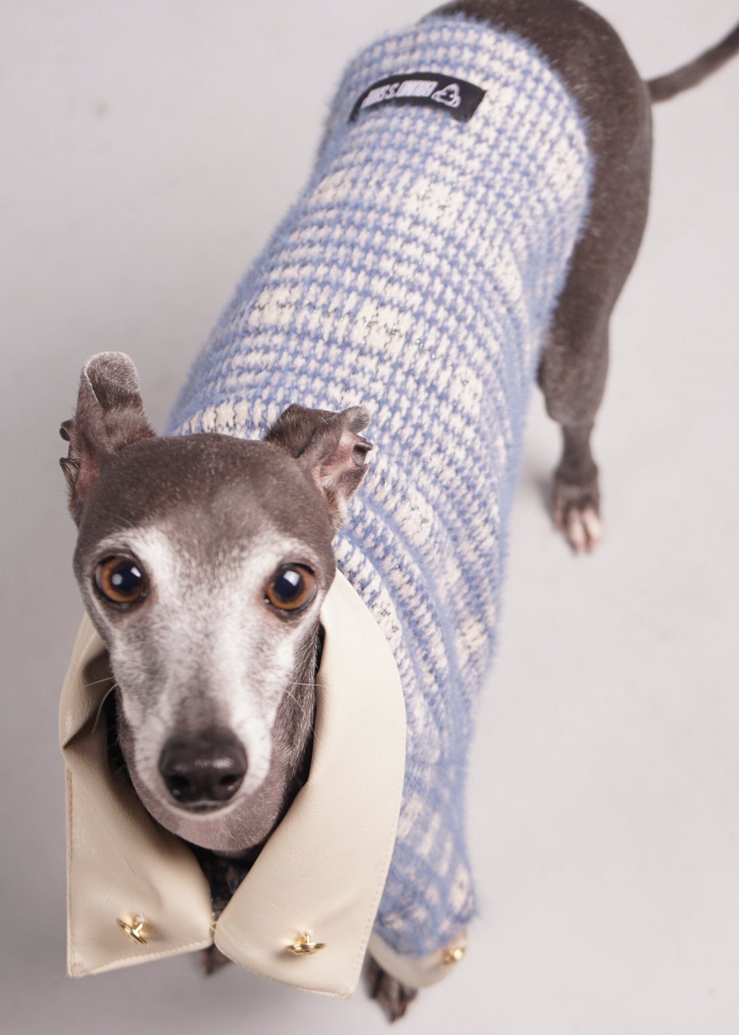 Pet clothing, Pet fashion, luxury dog clothing, luxury dog fashion, knitted jumper for Italian Greyhounds and Whippets.