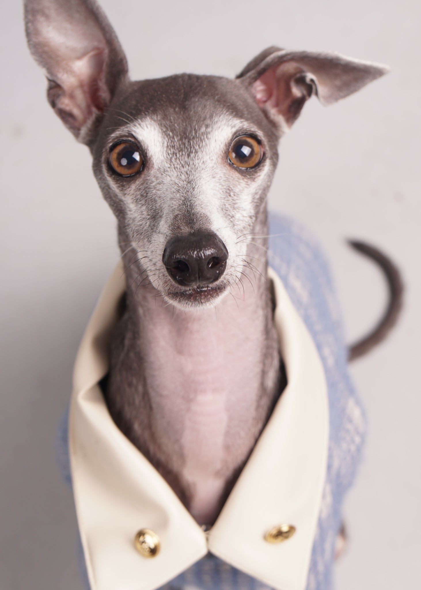 Pet clothing, Pet fashion, luxury dog clothing, luxury dog fashion, knitted jumper for Italian Greyhounds and Whippets.