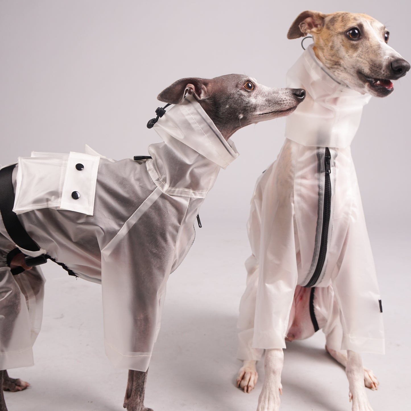 Raincoat for dogs. Luxury clothing for Italian Greyhounds and Whippets.