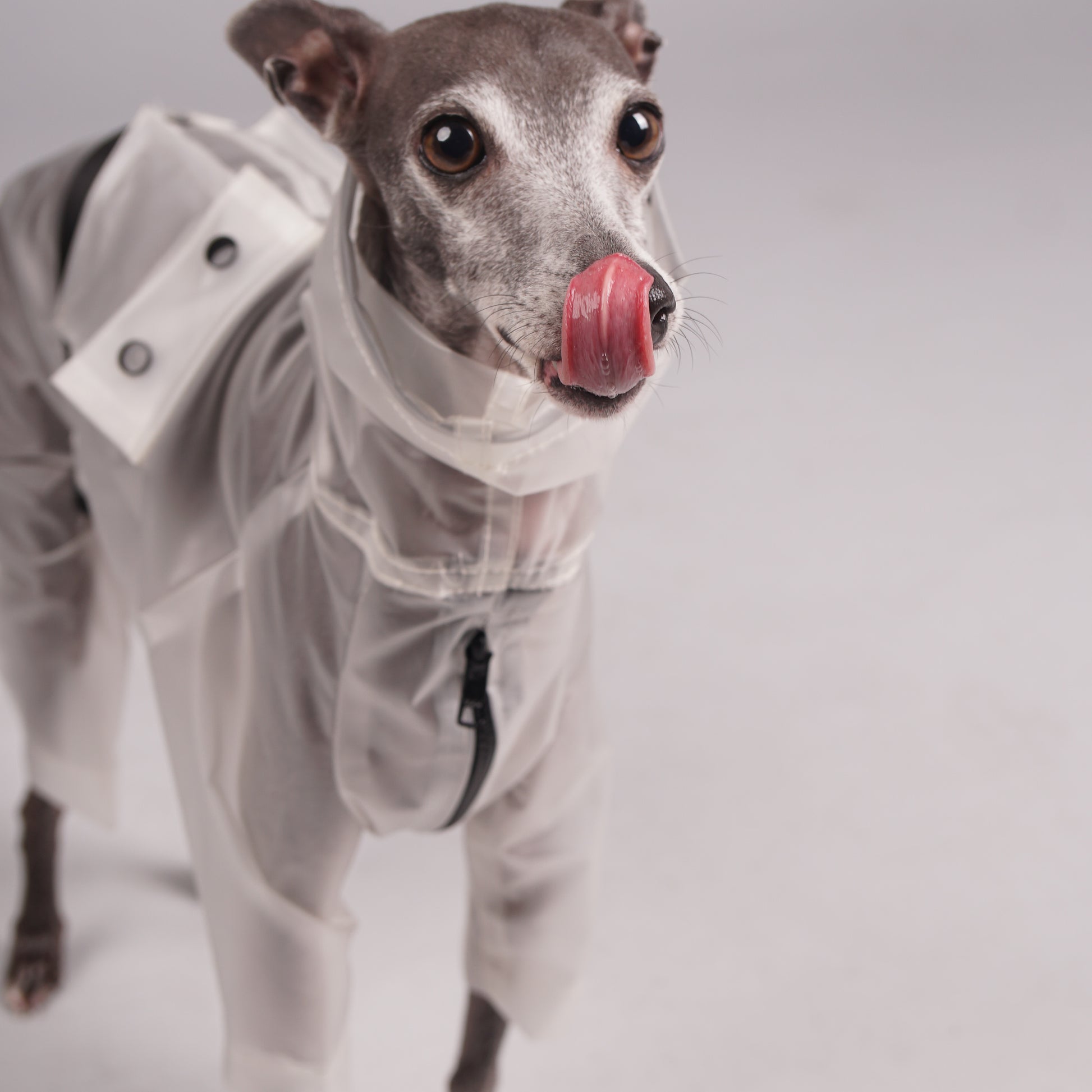 Raincoat for dogs. Luxury clothing for Italian Greyhounds and Whippets.