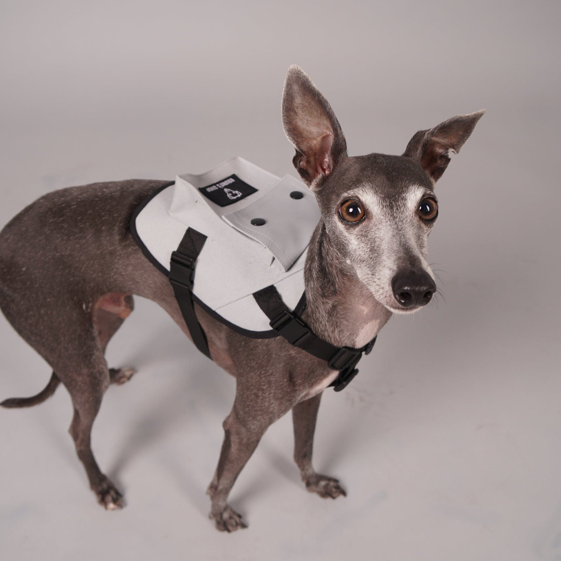dog harness, dog backpack