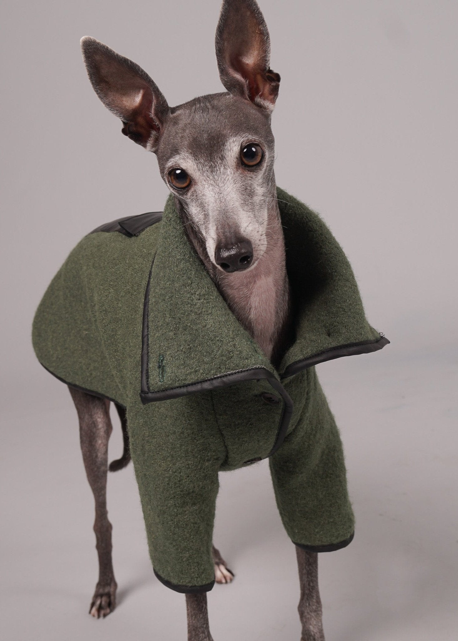 dog coat, dog wool coat, dog apparel, italian greyhound clothes, whippet clothes