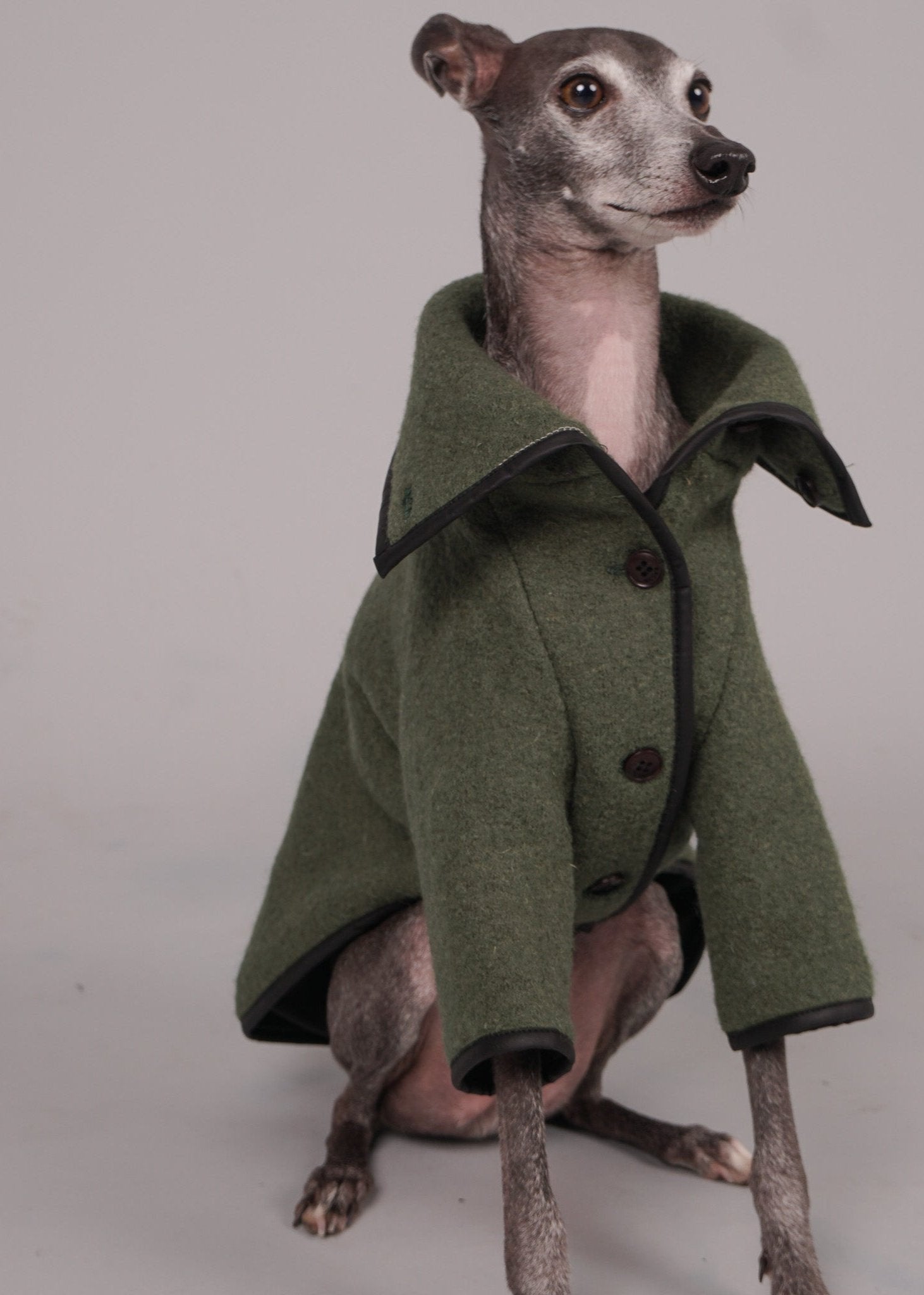 dog coat, dog wool coat, dog apparel, italian greyhound clothes, whippet clothes