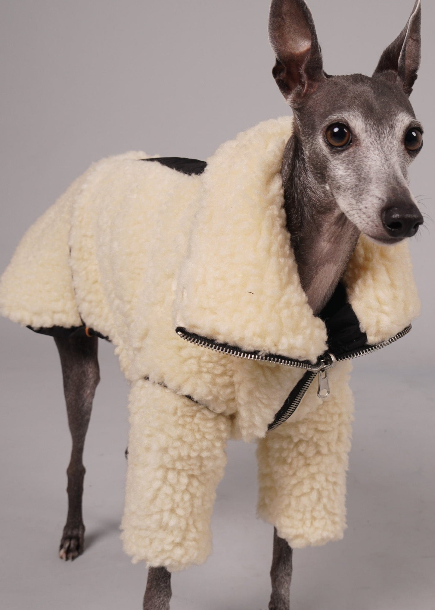 MOOR Reversible sheep fur and waterproof coat for Italian Greyhounds and Whippets. Luxury pet clothing.