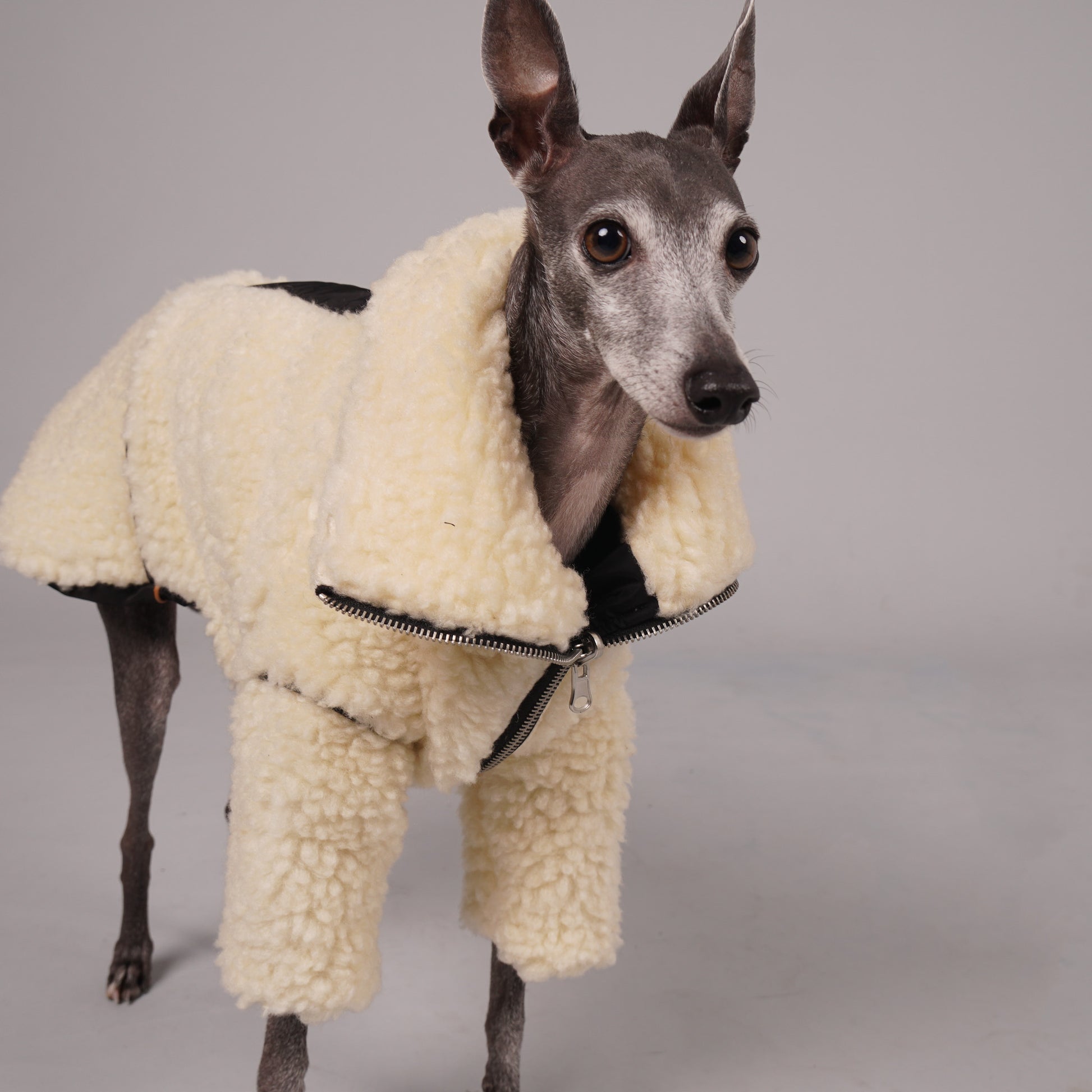 MOOR Reversible sheep fur and waterproof coat for Italian Greyhounds and Whippets. Luxury pet clothing.