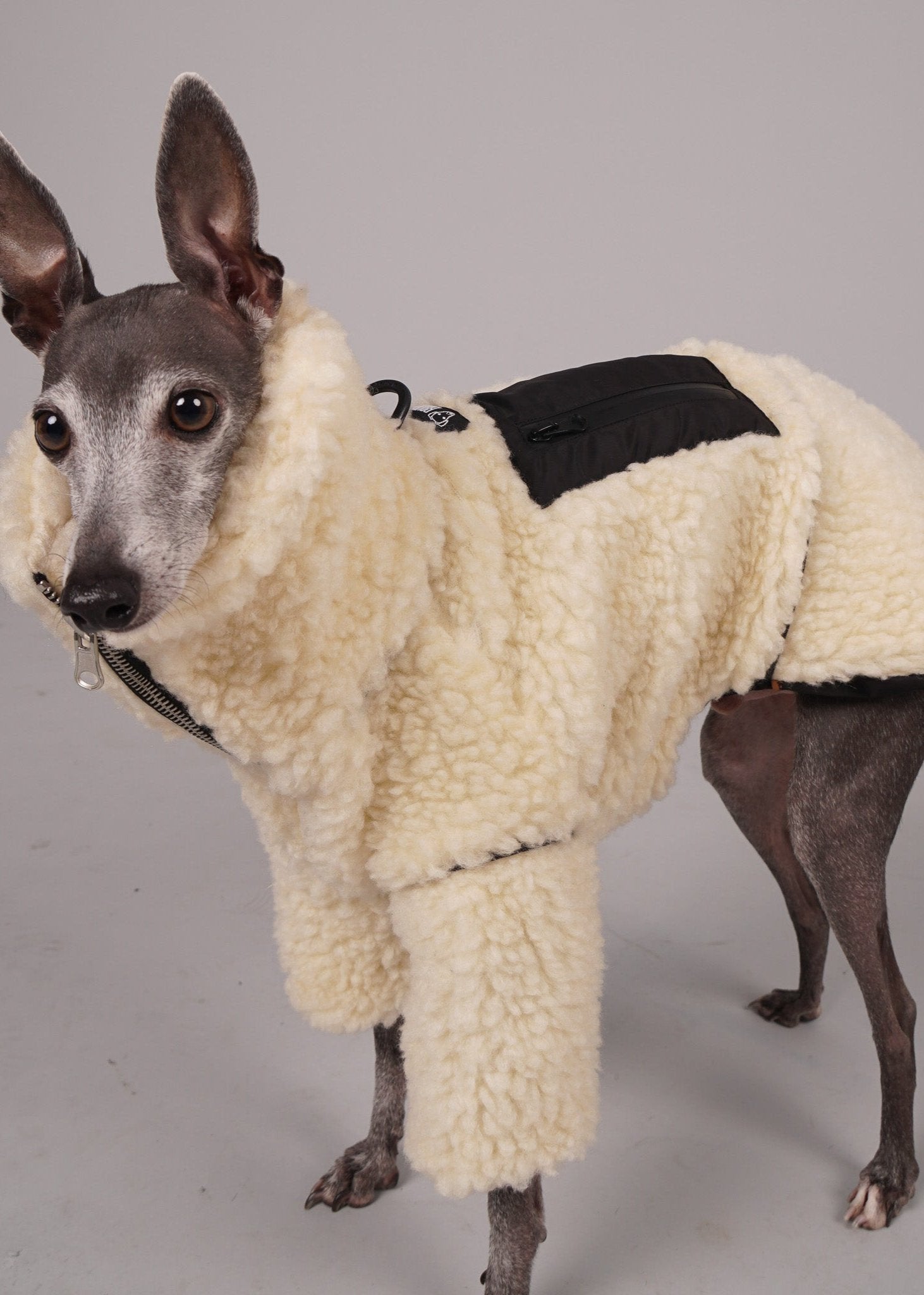 MOOR Reversible sheep fur and waterproof coat for Italian Greyhounds and Whippets. Luxury pet clothing.