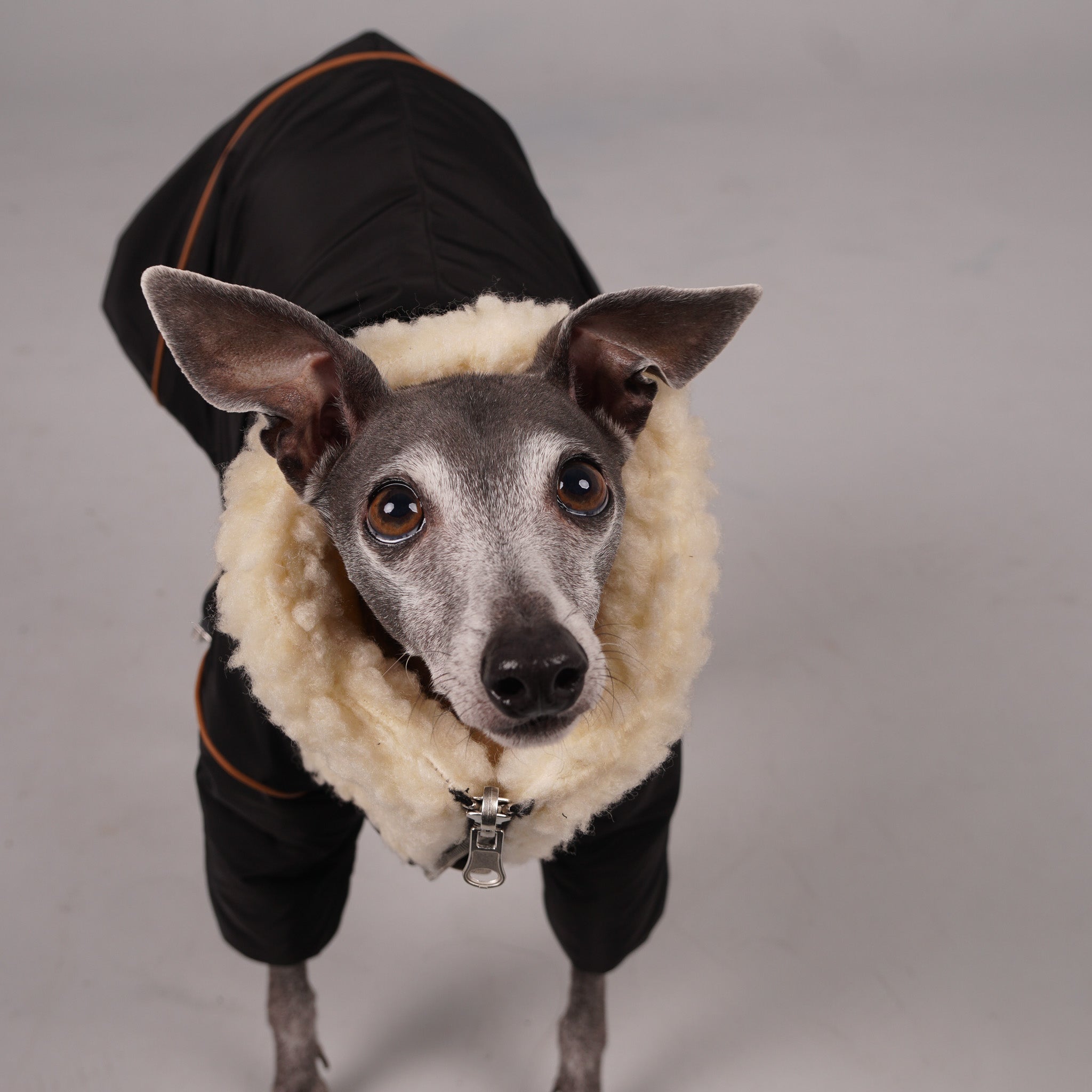 Italian greyhound waterproof outlet coat