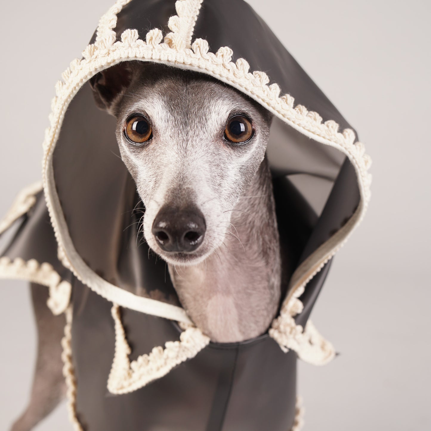 luxury dog raincoat
