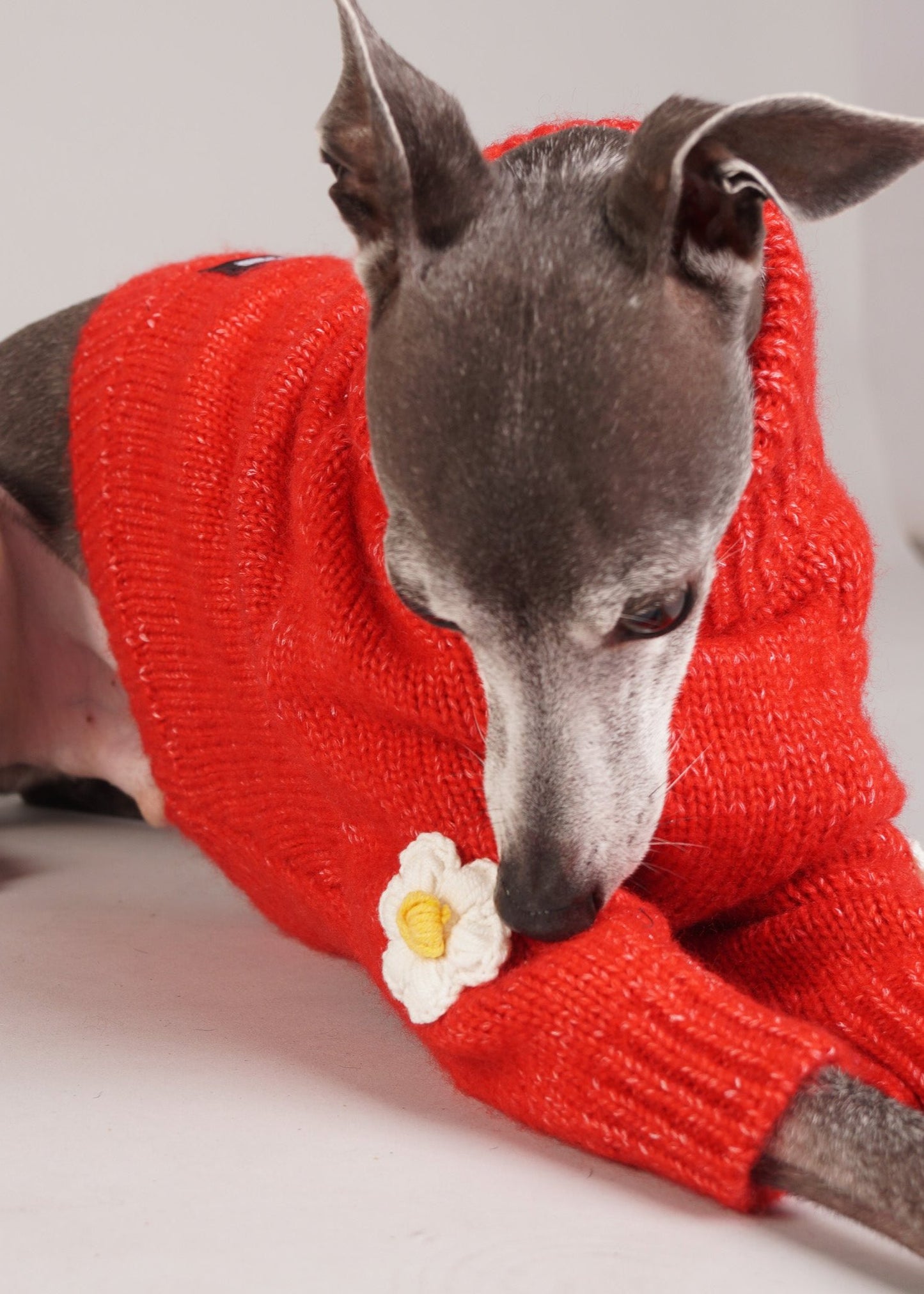 luxury dog wool jumper